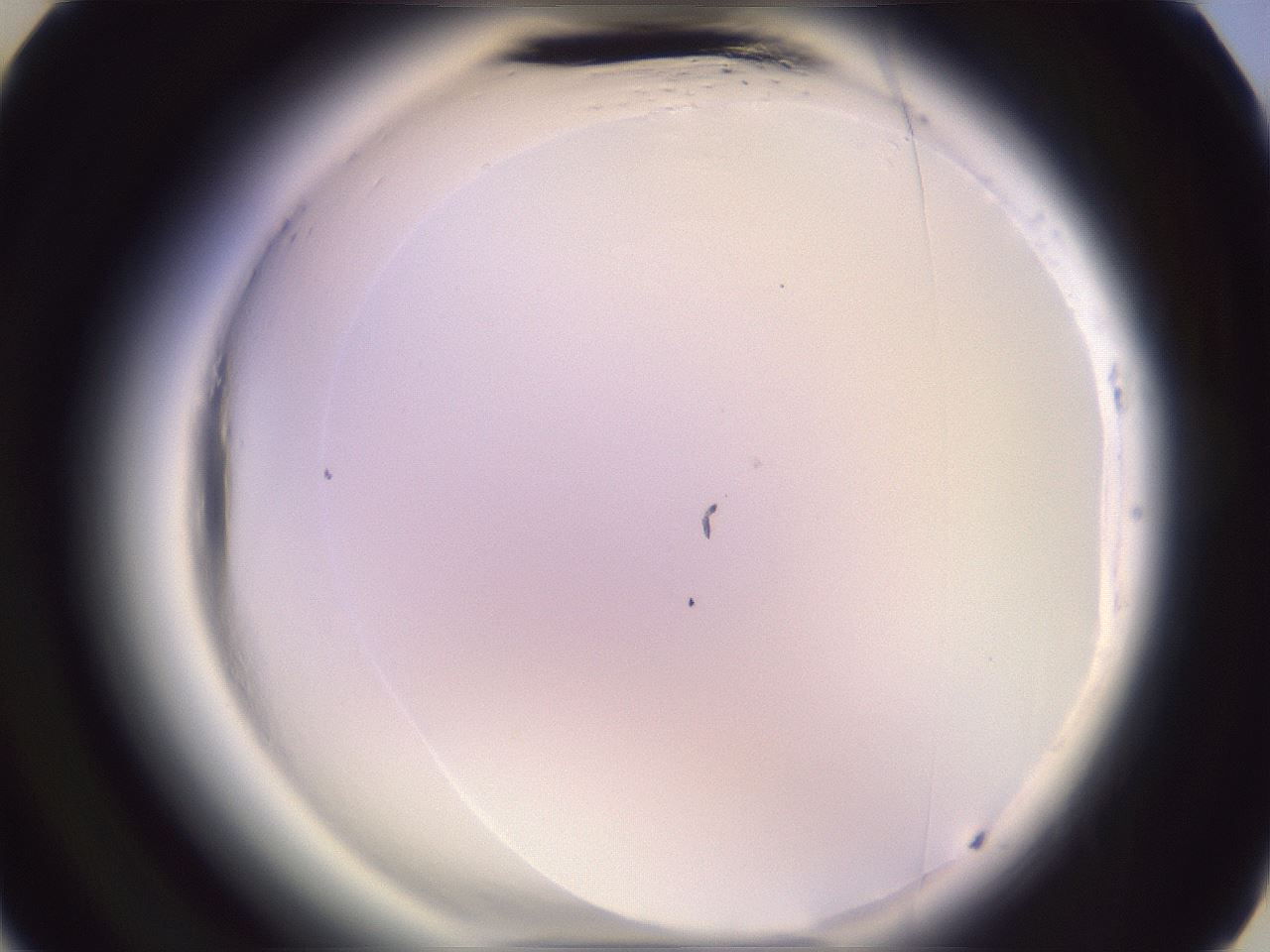 folderID599_plateID2599_batchID13157_wellNum29_profileID1_d3_r198239_ef.jpg
