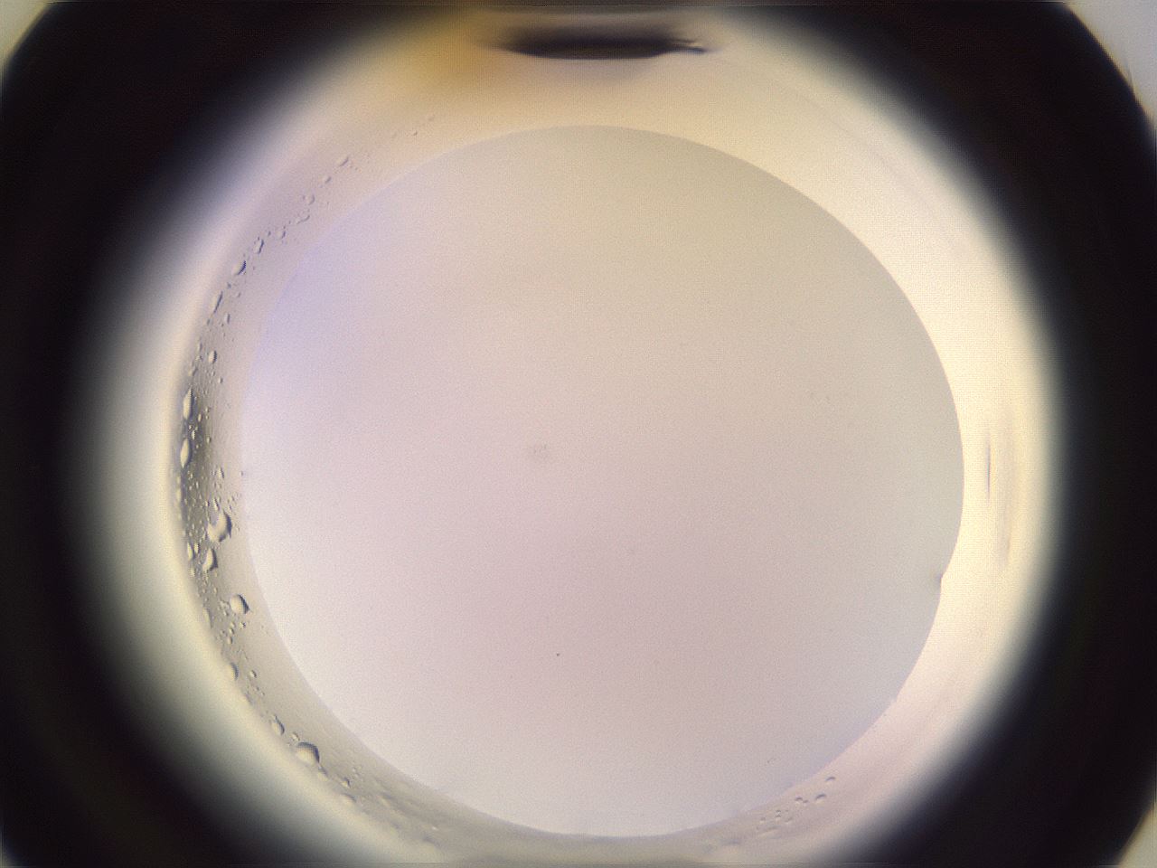 folderID599_plateID2599_batchID13157_wellNum31_profileID1_d3_r198245_ef.jpg