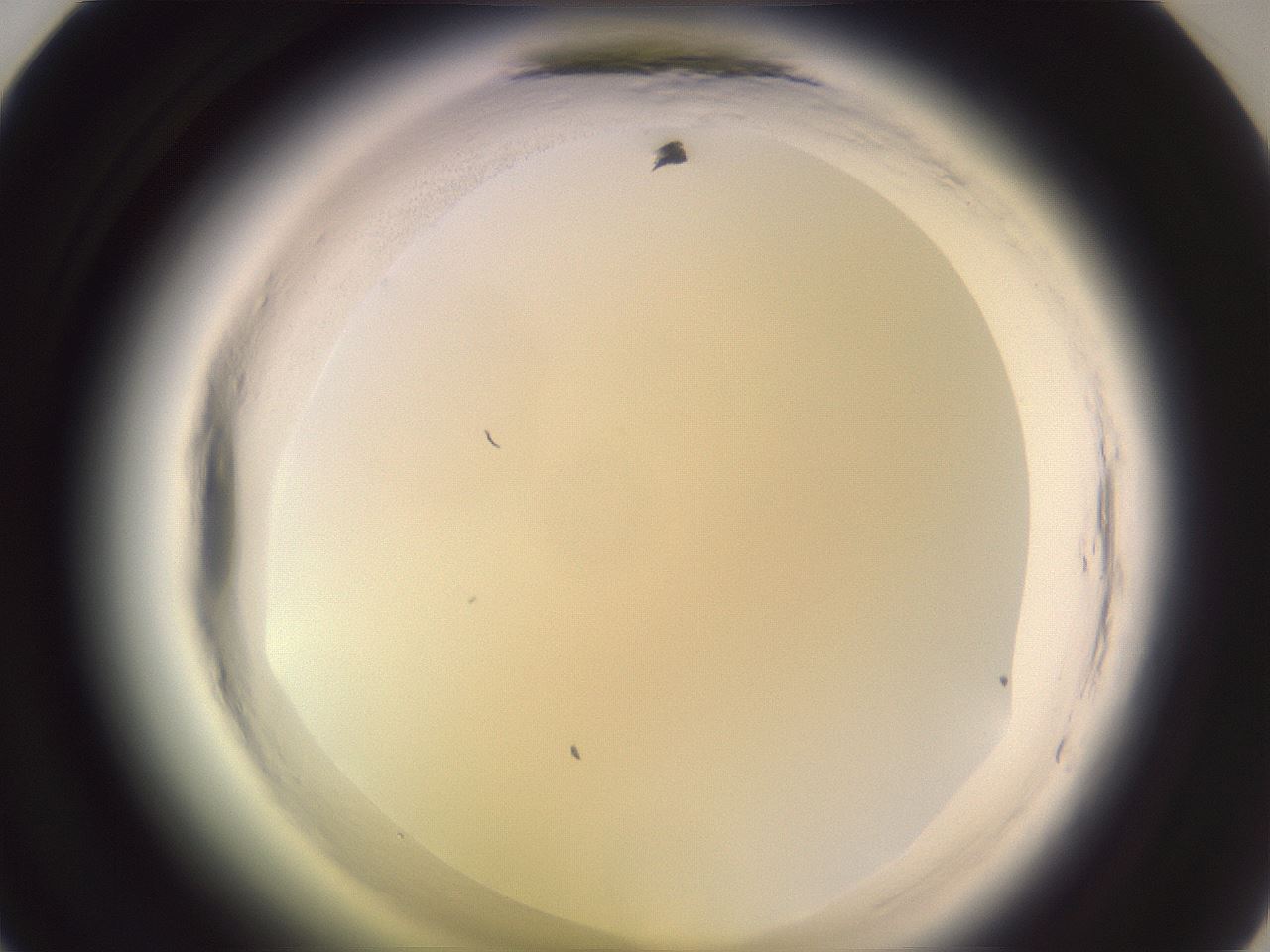 folderID599_plateID2599_batchID13157_wellNum35_profileID1_d1_r198255_ef.jpg