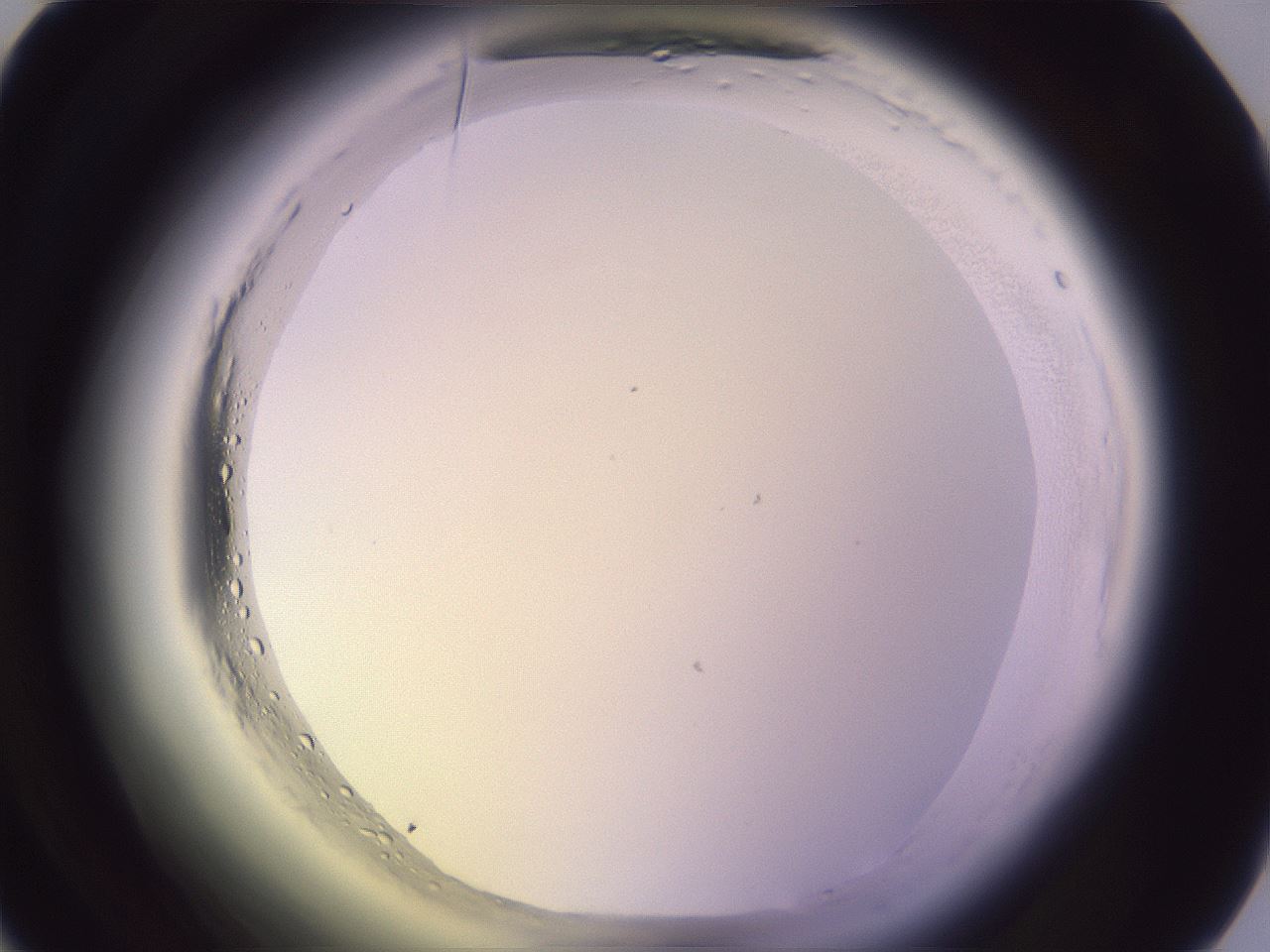 folderID599_plateID2599_batchID13157_wellNum38_profileID1_d1_r198264_ef.jpg