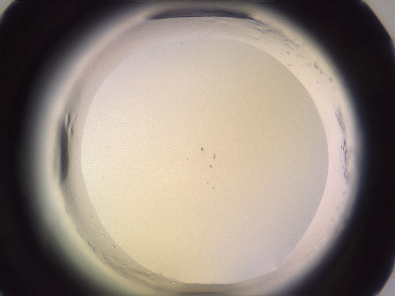 folderID599_plateID2599_batchID13157_wellNum39_profileID1_d1_r198267_ef.jpg