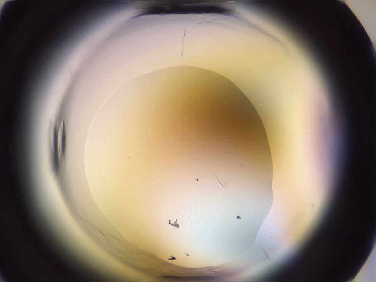 folderID599_plateID2599_batchID13157_wellNum3_profileID1_d1_r198159_ef.jpg