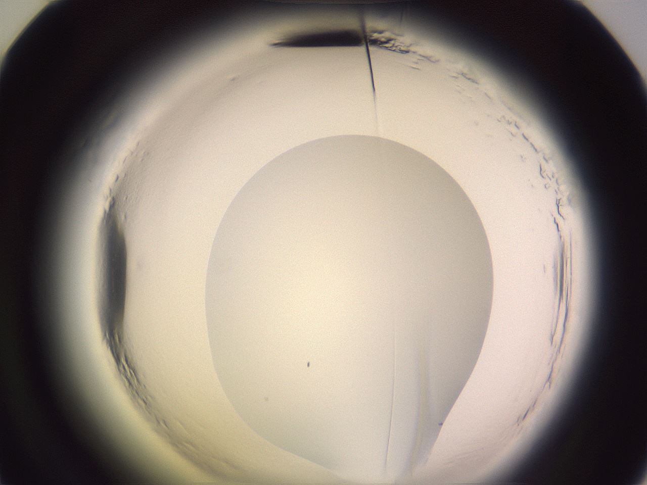 folderID599_plateID2599_batchID13157_wellNum48_profileID1_d2_r198295_ef.jpg