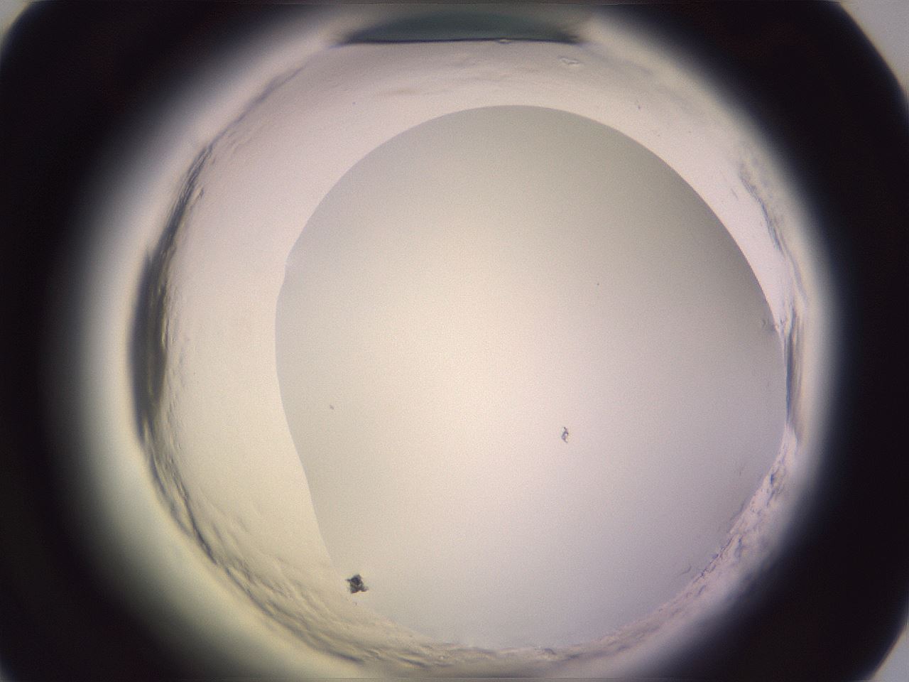 folderID599_plateID2599_batchID13157_wellNum49_profileID1_d1_r198297_ef.jpg
