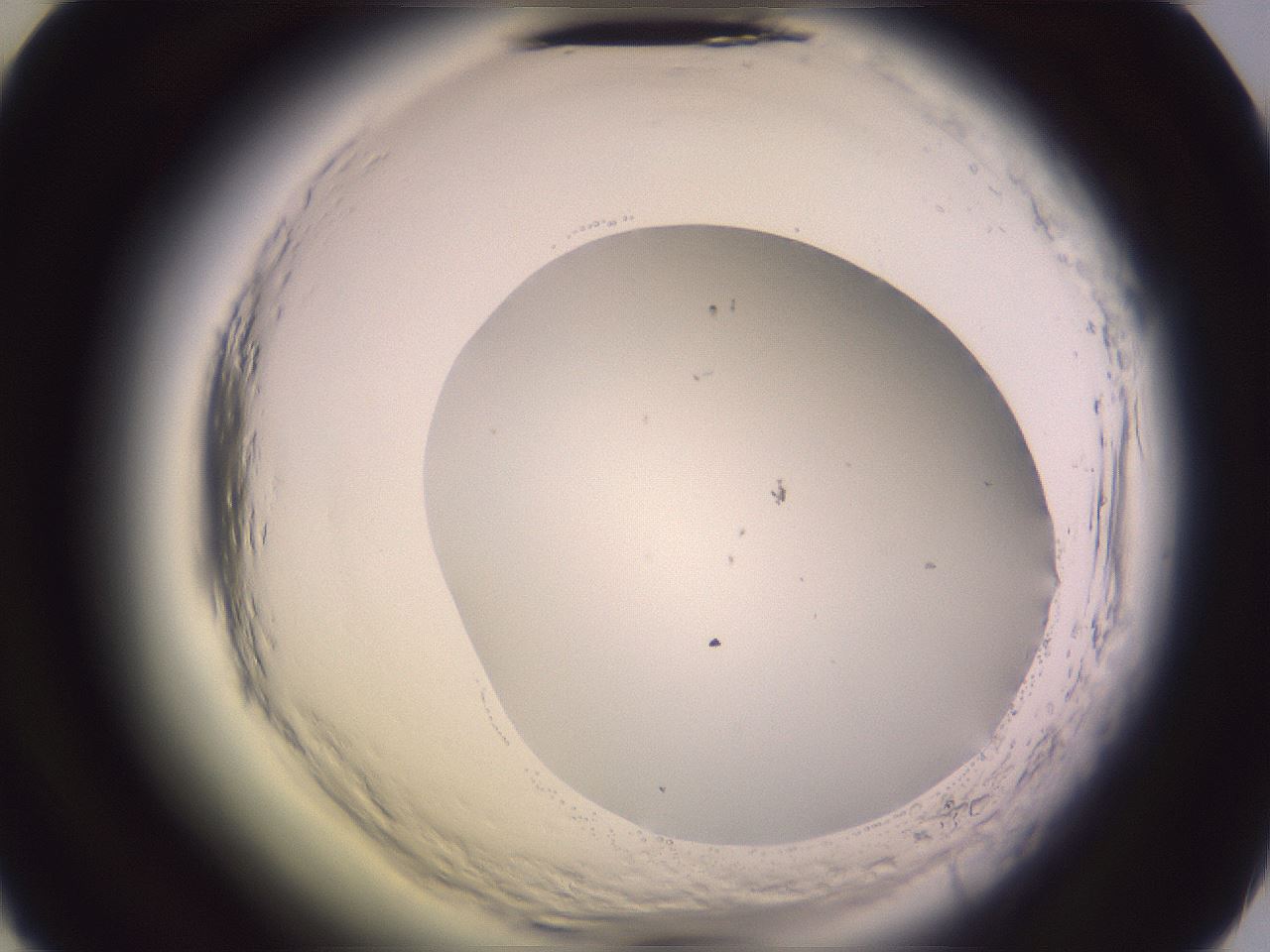 folderID599_plateID2599_batchID13157_wellNum49_profileID1_d2_r198298_ef.jpg