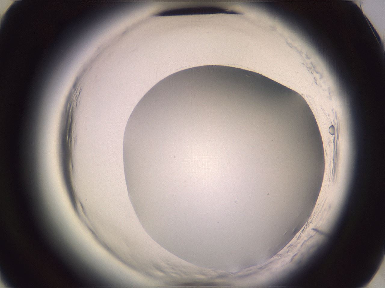 folderID599_plateID2599_batchID13157_wellNum49_profileID1_d3_r198299_ef.jpg