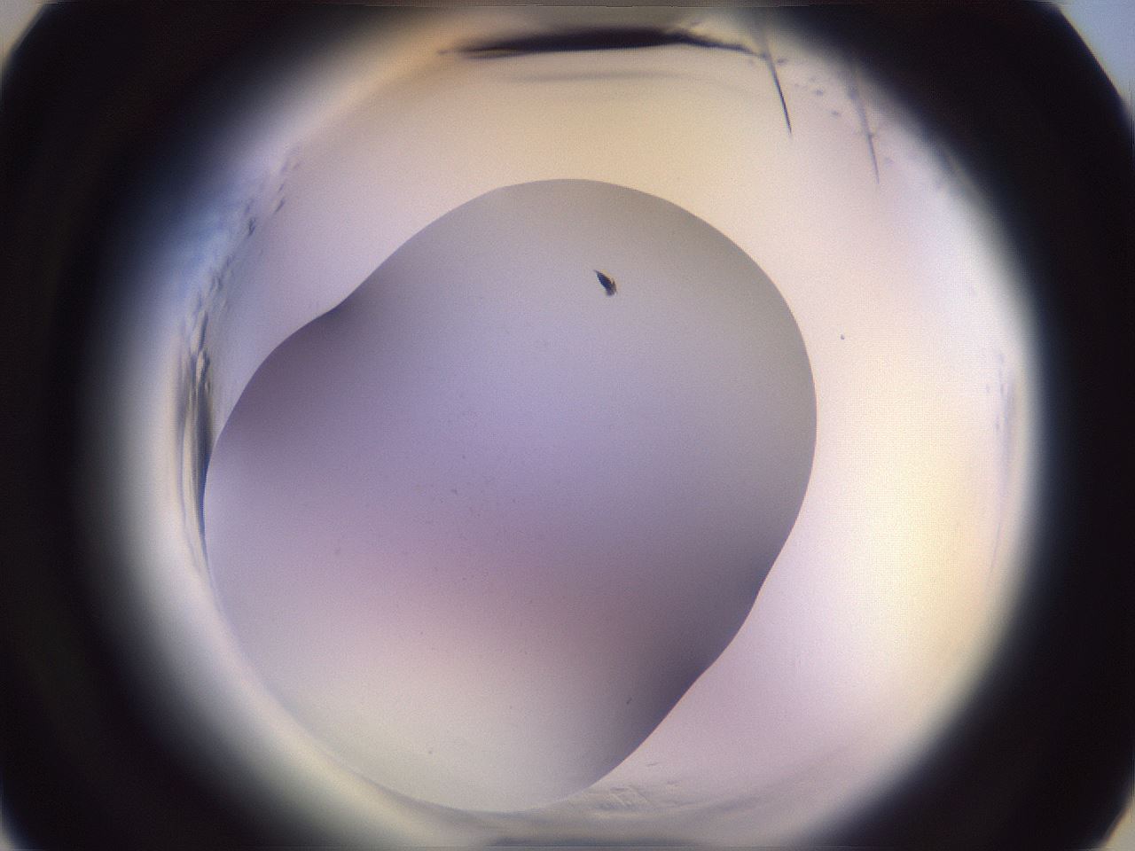 folderID599_plateID2599_batchID13157_wellNum4_profileID1_d3_r198164_ef.jpg