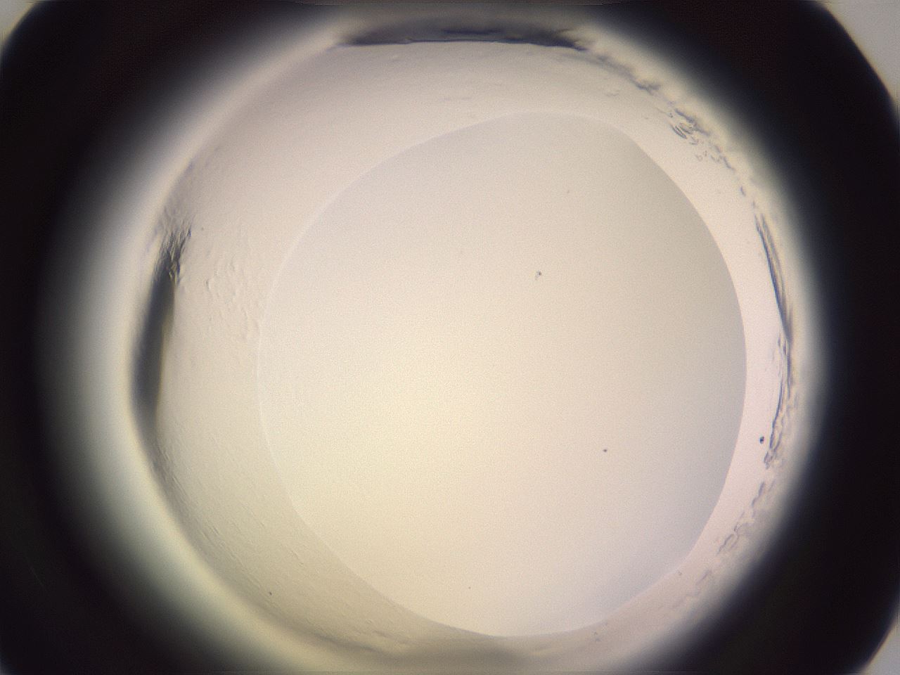 folderID599_plateID2599_batchID13157_wellNum51_profileID1_d1_r198303_ef.jpg