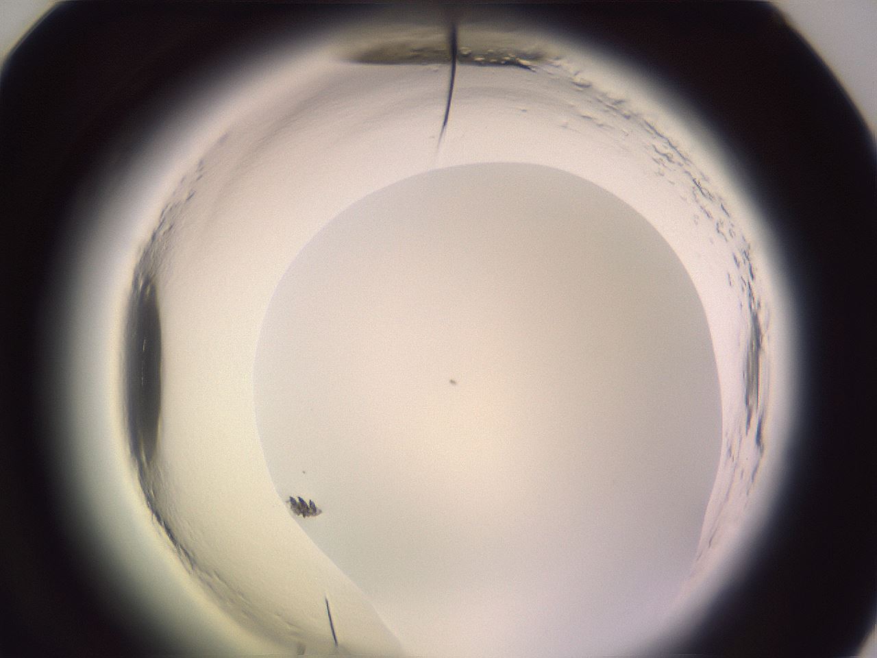 folderID599_plateID2599_batchID13157_wellNum60_profileID1_d1_r198330_ef.jpg
