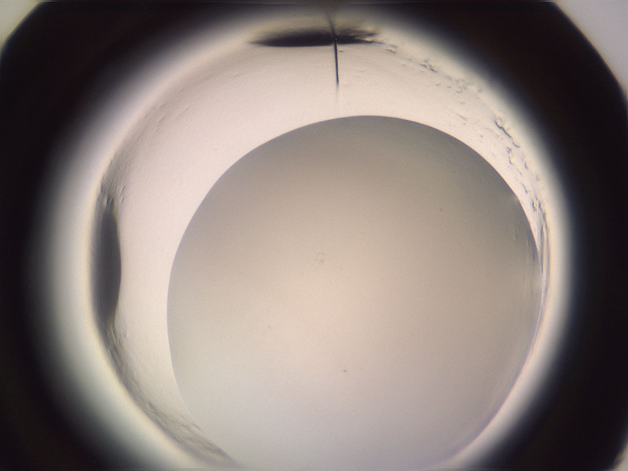 folderID599_plateID2599_batchID13157_wellNum60_profileID1_d3_r198332_ef.jpg