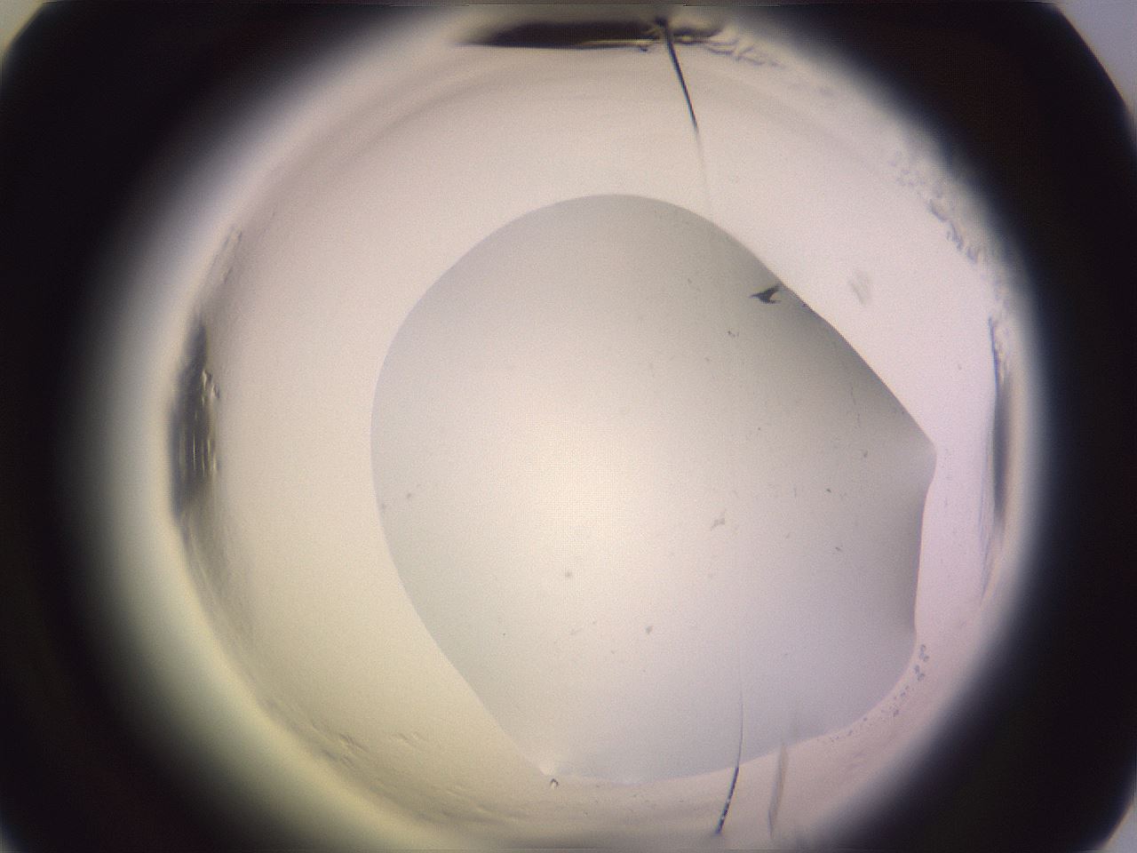 folderID599_plateID2599_batchID13157_wellNum52_profileID1_d2_r198307_ef.jpg