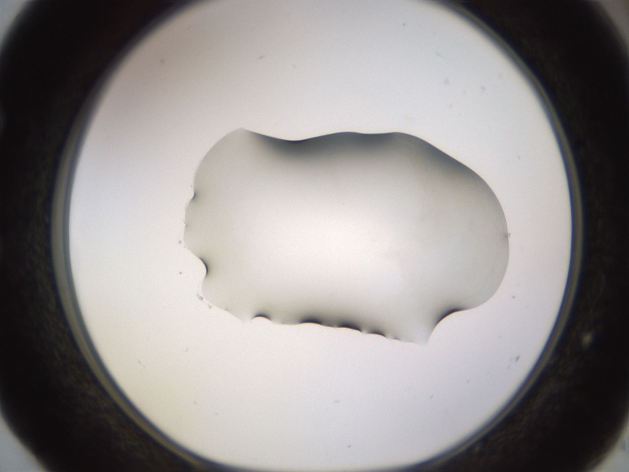 folderID566_plateID1566_batchID6313_wellNum52_profileID1_d1_r102279_ef.jpg