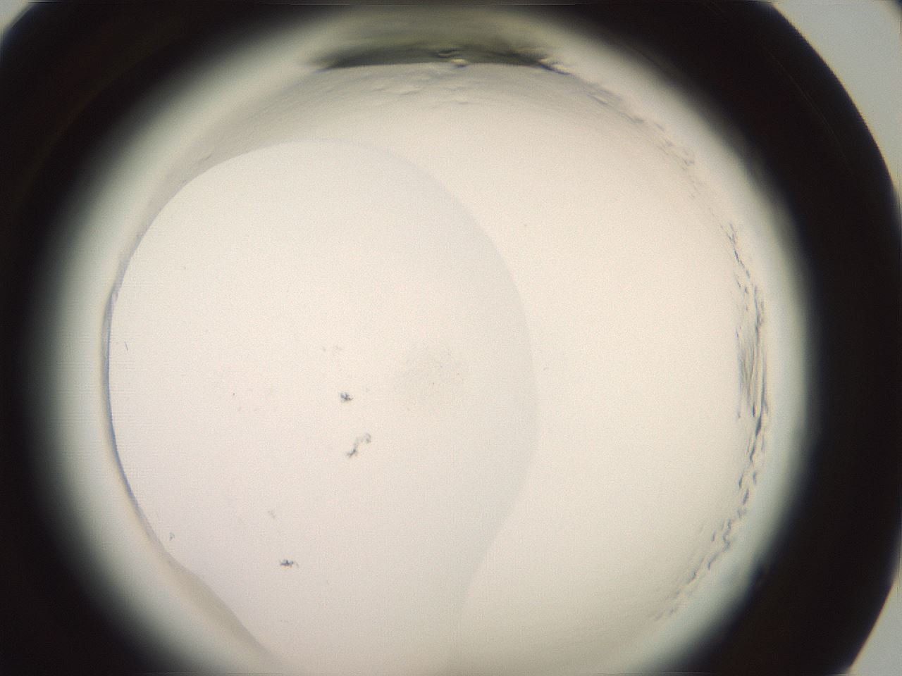 folderID577_plateID2577_batchID13160_wellNum94_profileID1_d1_r198720_ef.jpg
