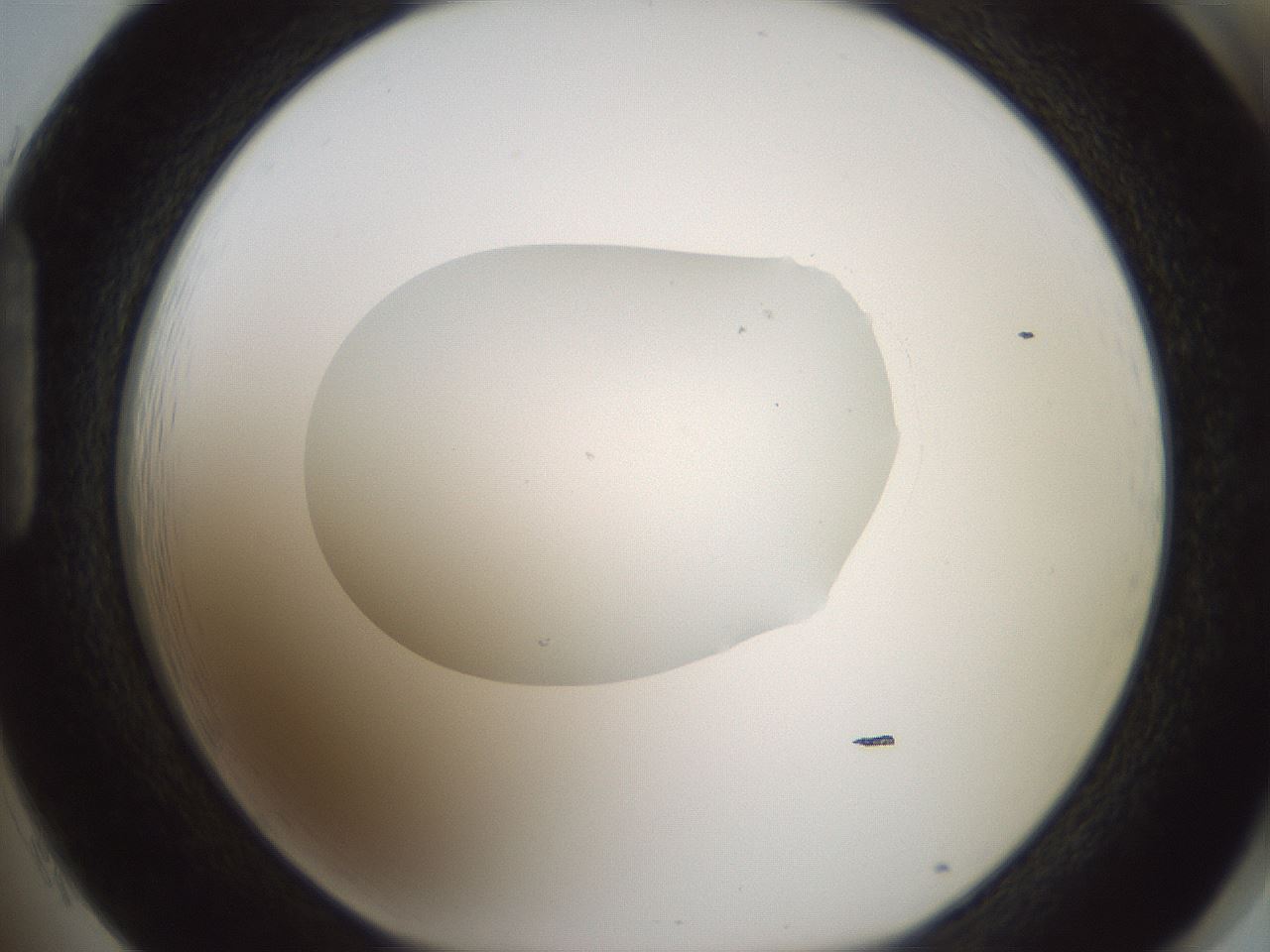 folderID599_plateID1599_batchID6728_wellNum85_profileID1_d1_r106140_ef.jpg