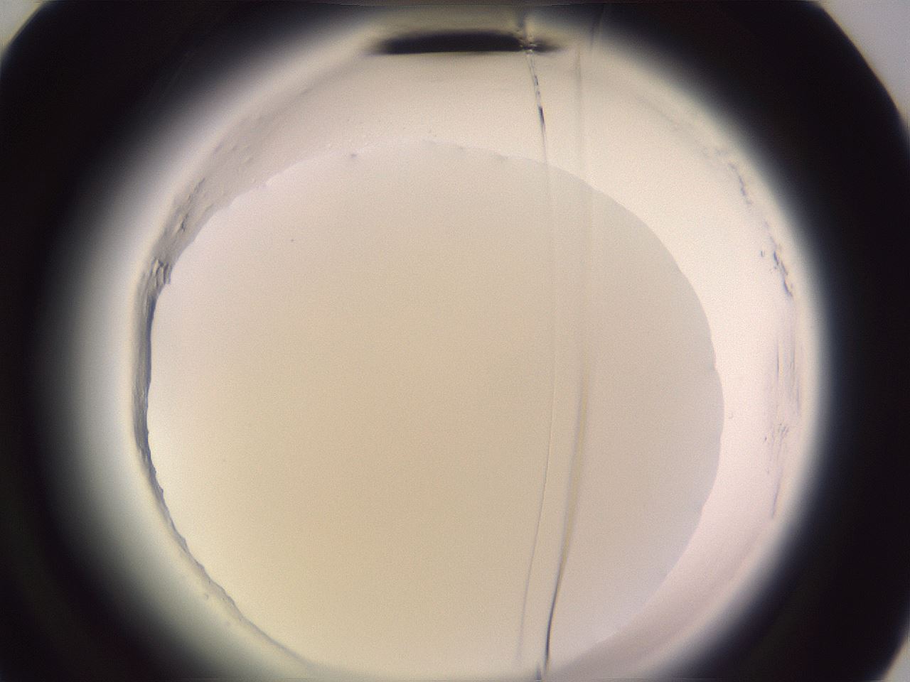 folderID599_plateID2599_batchID13157_wellNum68_profileID1_d2_r198355_ef.jpg