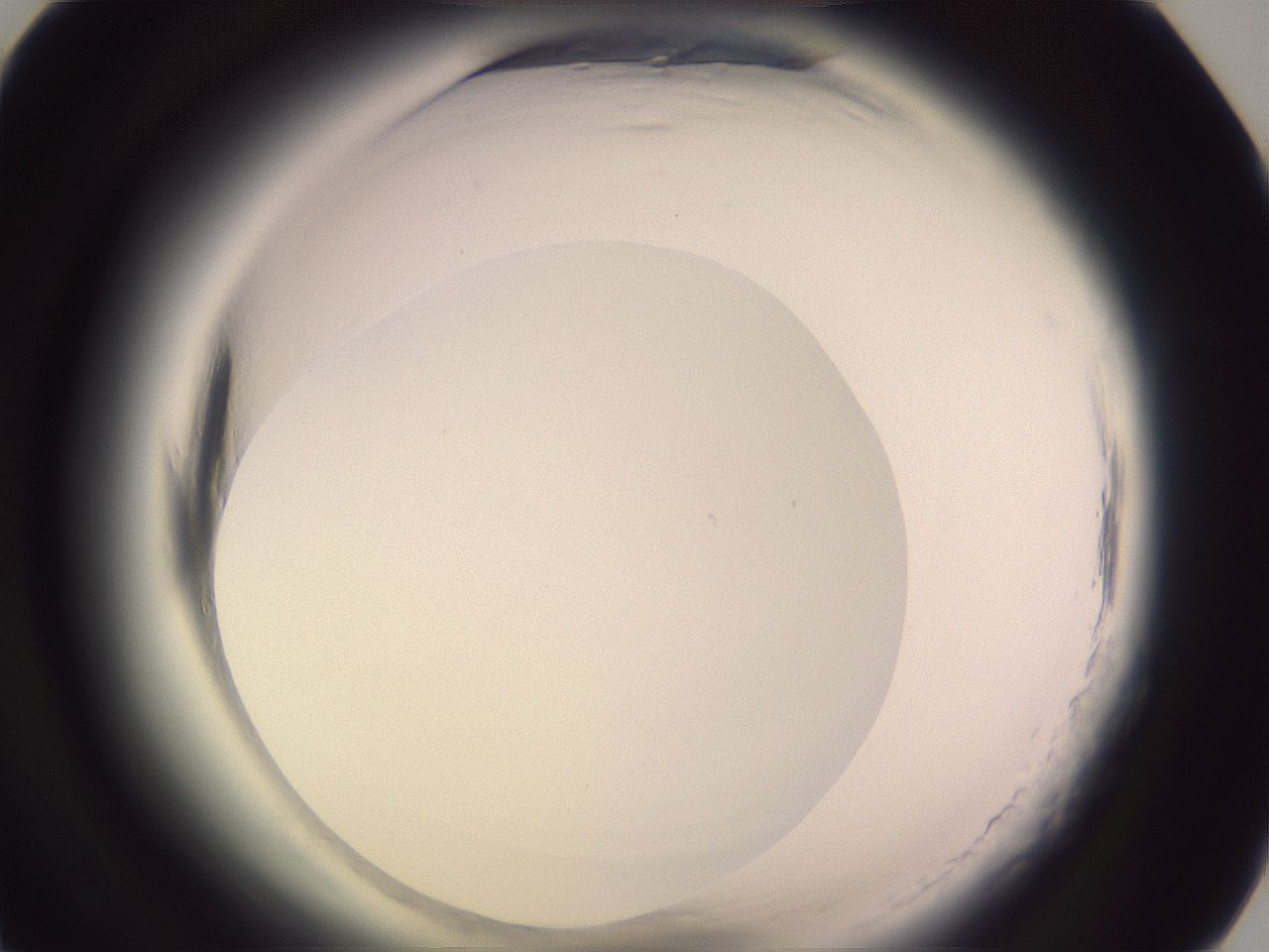 folderID599_plateID2599_batchID13157_wellNum75_profileID1_d1_r198375_ef.jpg