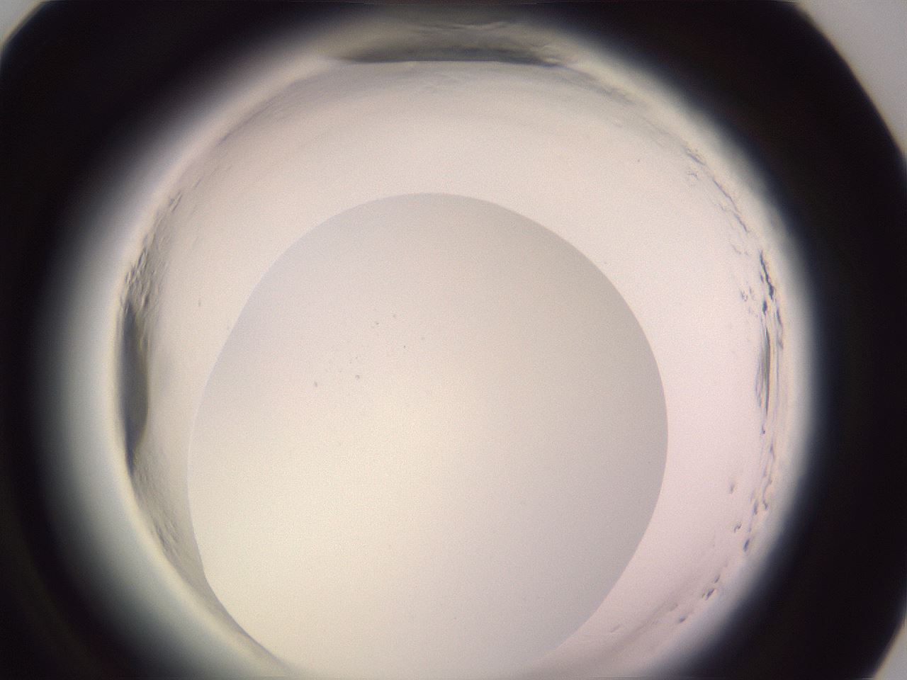 folderID599_plateID2599_batchID13157_wellNum81_profileID1_d1_r198393_ef.jpg