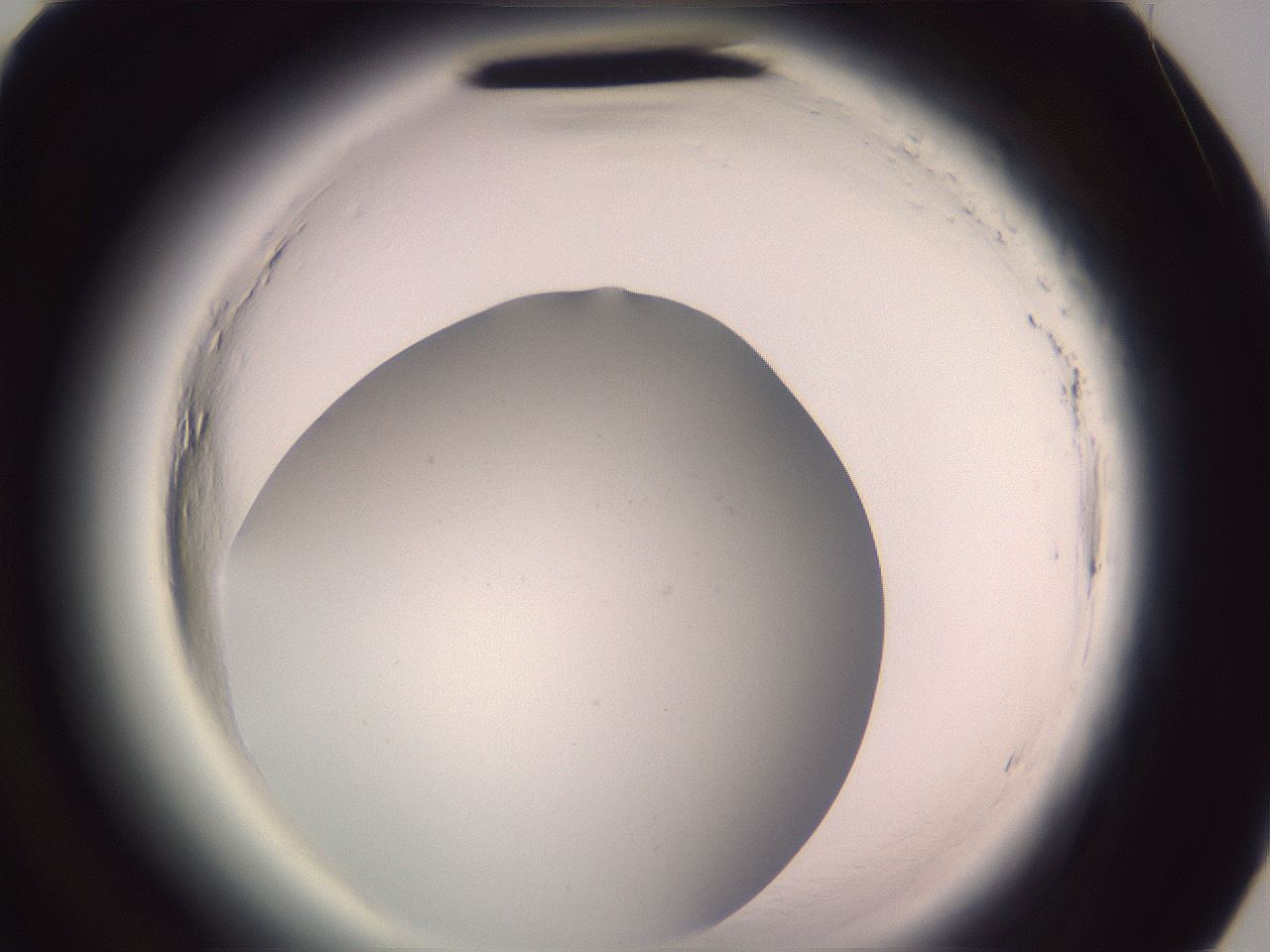 folderID599_plateID2599_batchID13157_wellNum81_profileID1_d3_r198395_ef.jpg