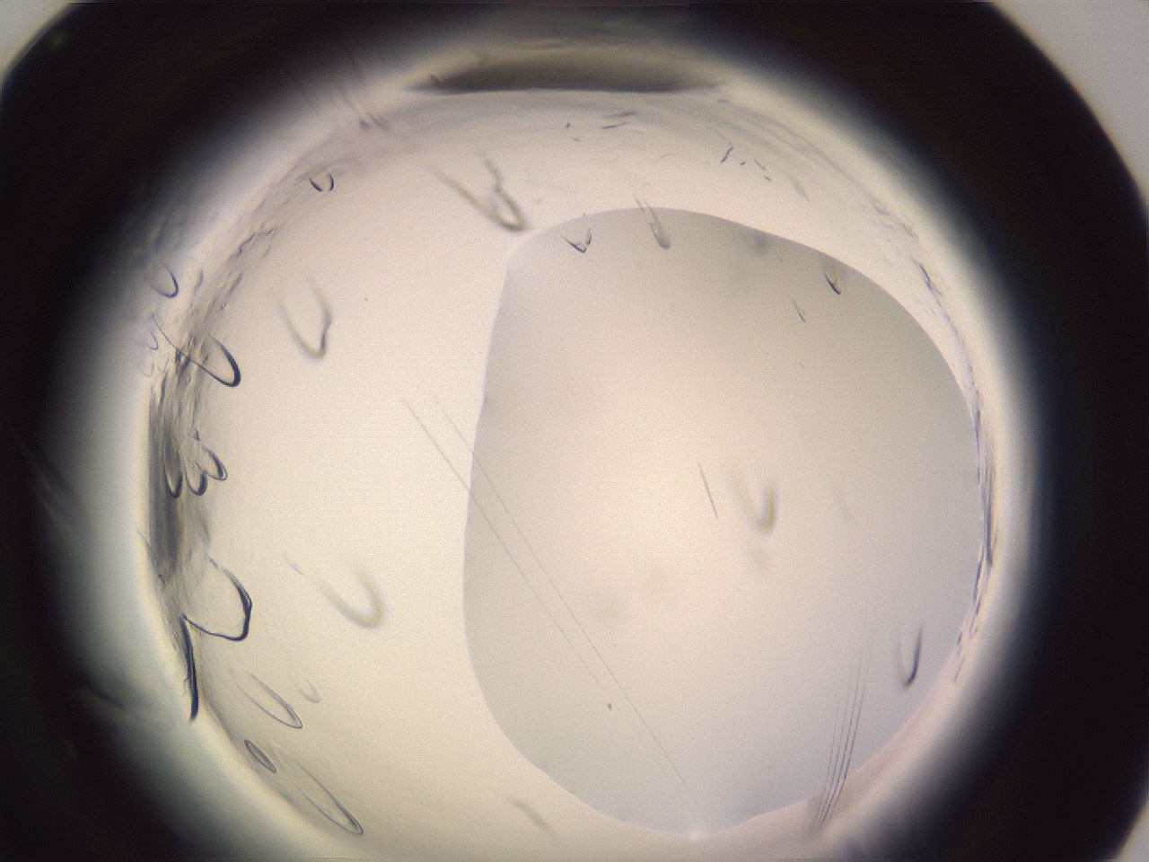 folderID599_plateID2599_batchID13157_wellNum83_profileID1_d1_r198399_ef.jpg