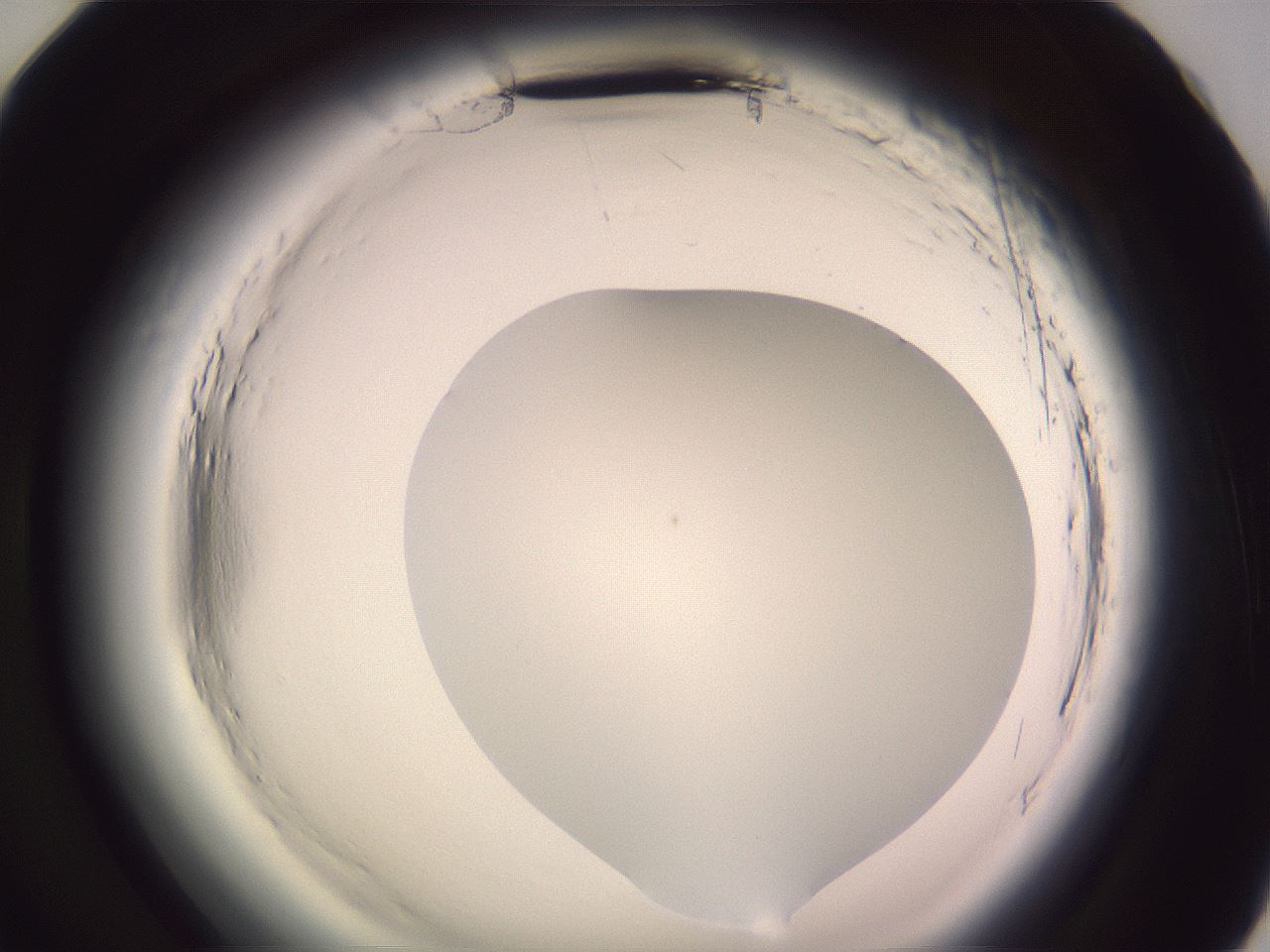 folderID599_plateID2599_batchID13157_wellNum83_profileID1_d2_r198400_ef.jpg
