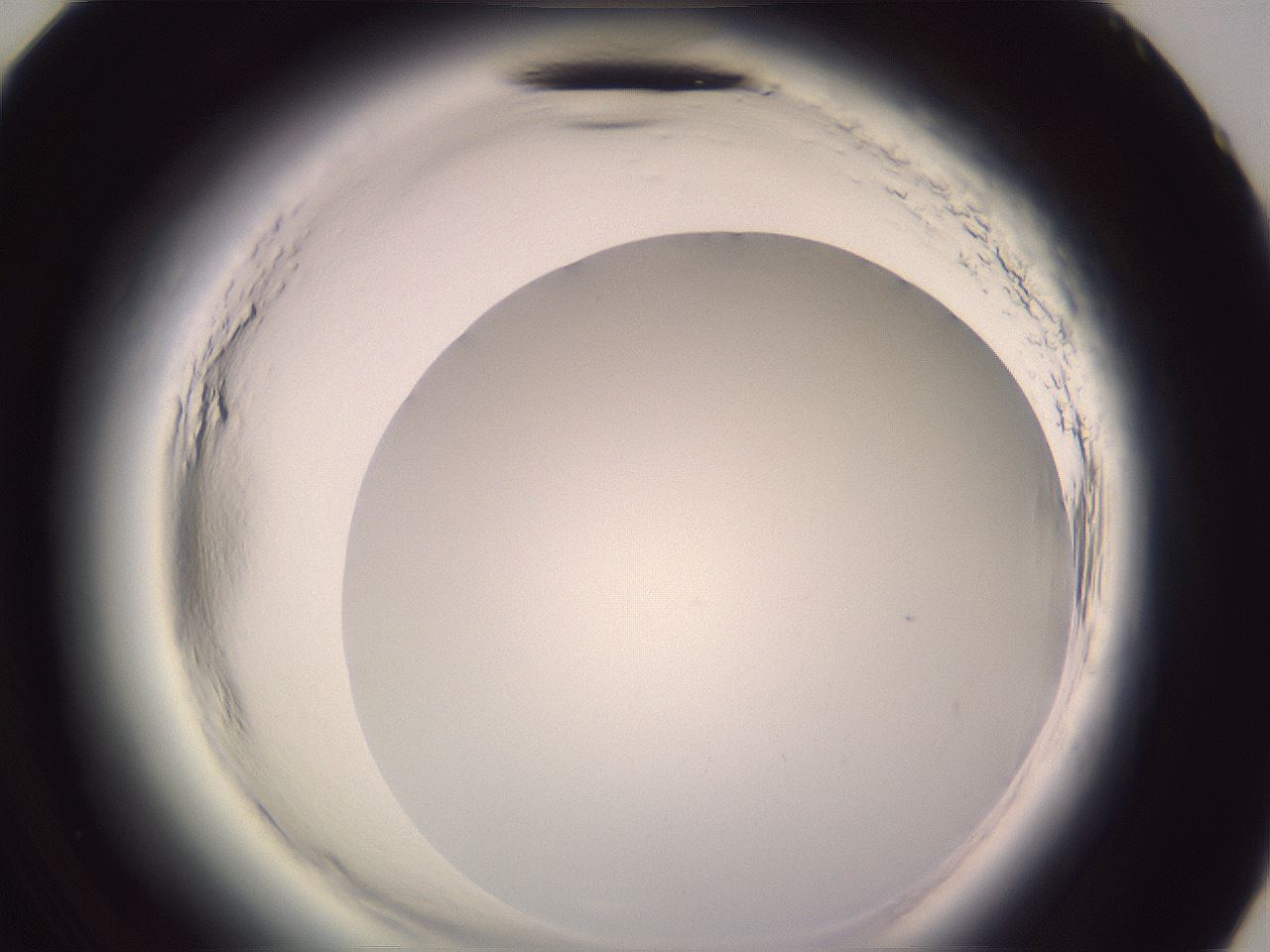 folderID599_plateID2599_batchID13157_wellNum83_profileID1_d3_r198401_ef.jpg