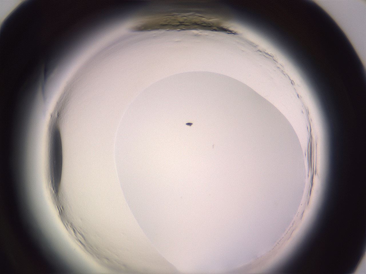 folderID599_plateID2599_batchID13157_wellNum84_profileID1_d1_r198402_ef.jpg