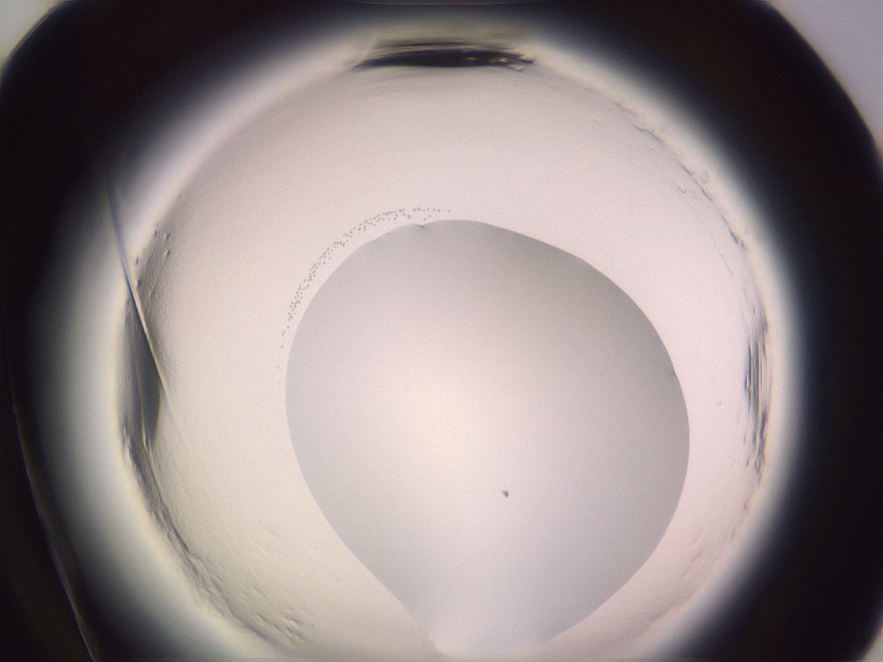 folderID599_plateID2599_batchID13157_wellNum84_profileID1_d2_r198403_ef.jpg