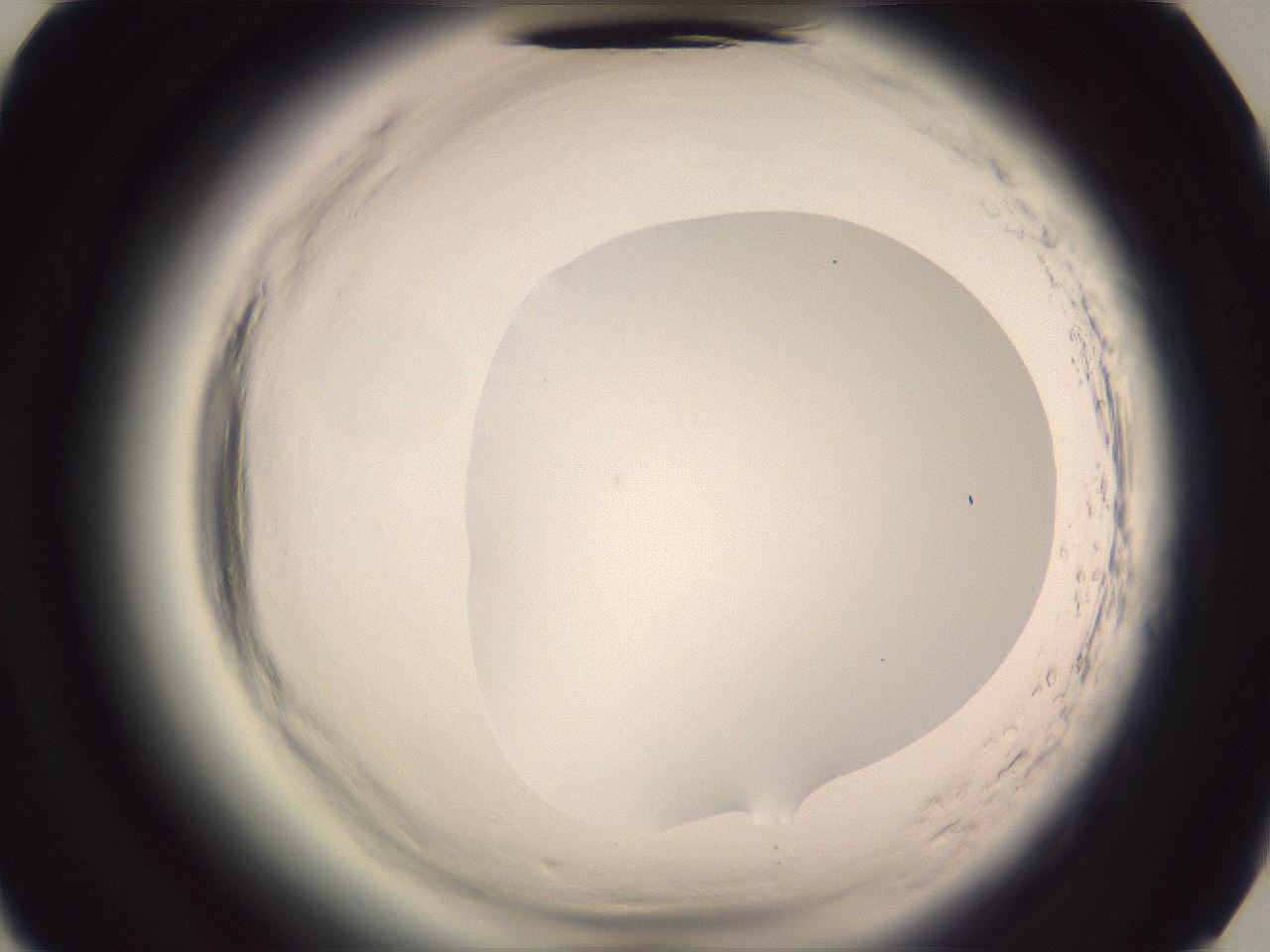 folderID599_plateID2599_batchID13157_wellNum85_profileID1_d2_r198406_ef.jpg