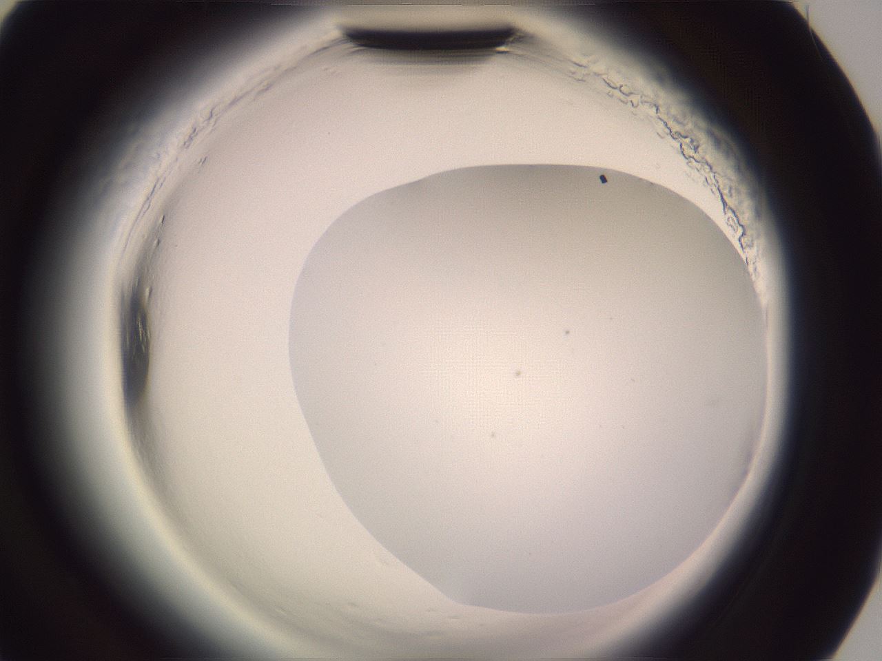 folderID599_plateID2599_batchID13157_wellNum90_profileID1_d3_r198422_ef.jpg