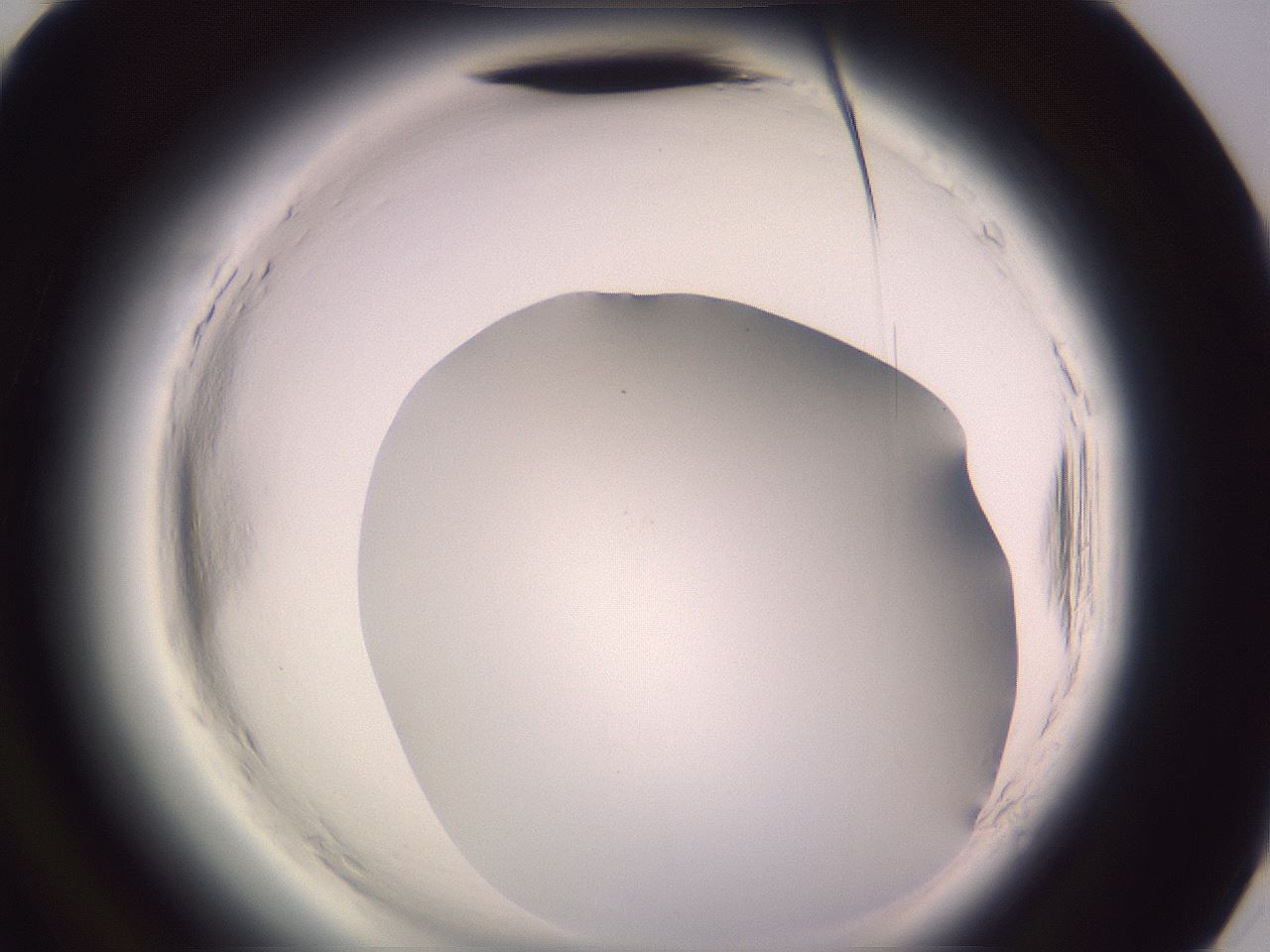 folderID599_plateID2599_batchID13157_wellNum94_profileID1_d3_r198434_ef.jpg