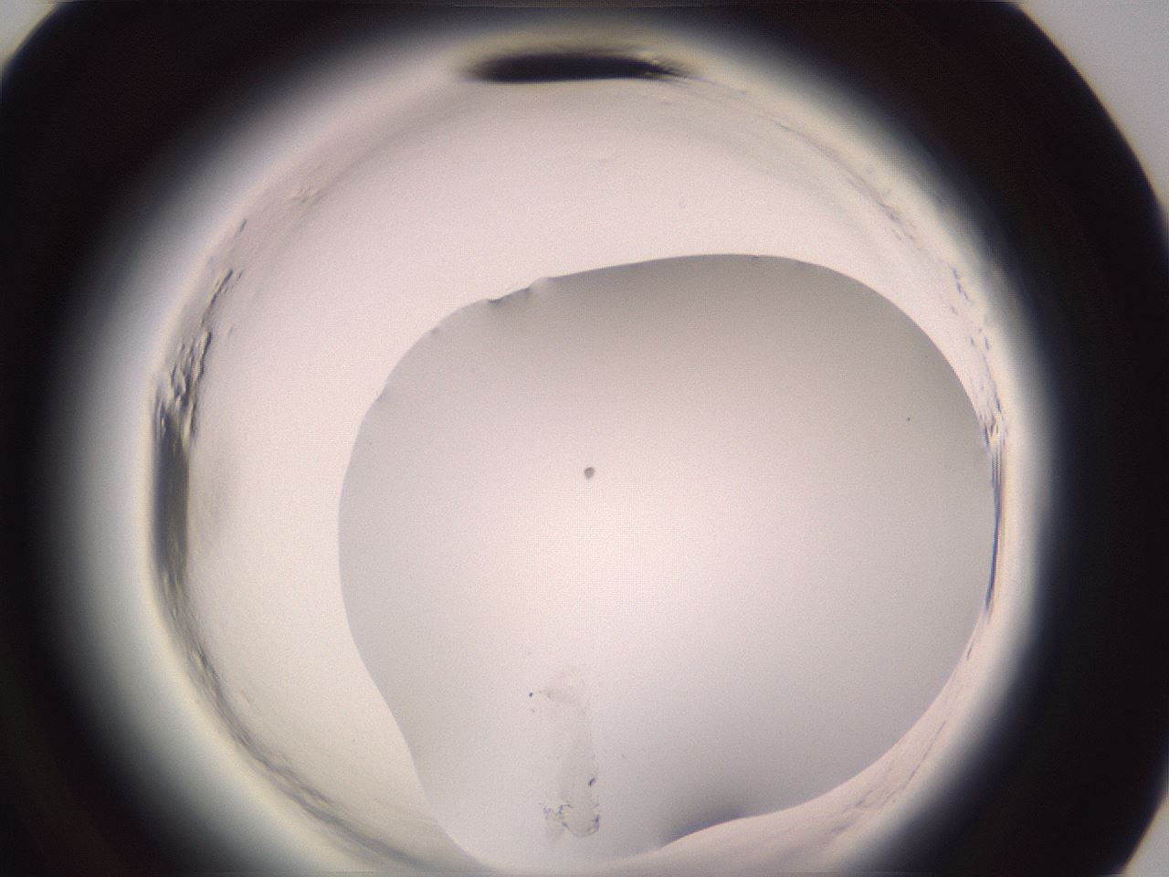 folderID599_plateID2599_batchID13157_wellNum95_profileID1_d3_r198437_ef.jpg