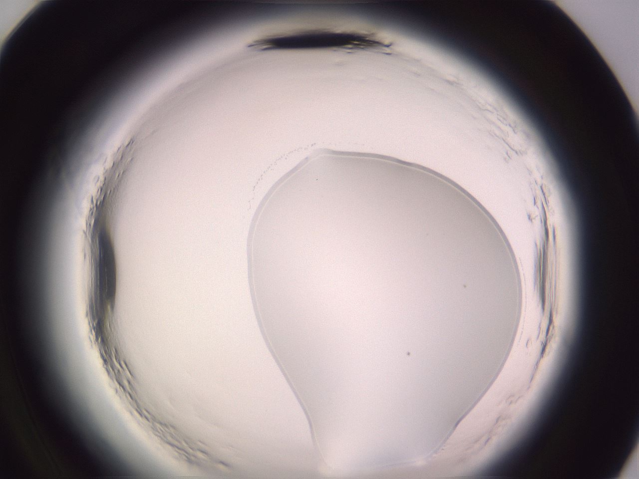 folderID599_plateID2599_batchID13157_wellNum96_profileID1_d2_r198439_ef.jpg
