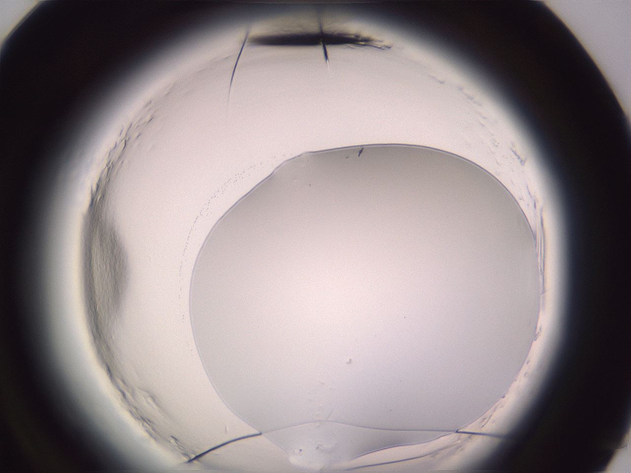 folderID599_plateID2599_batchID13157_wellNum96_profileID1_d3_r198440_ef.jpg