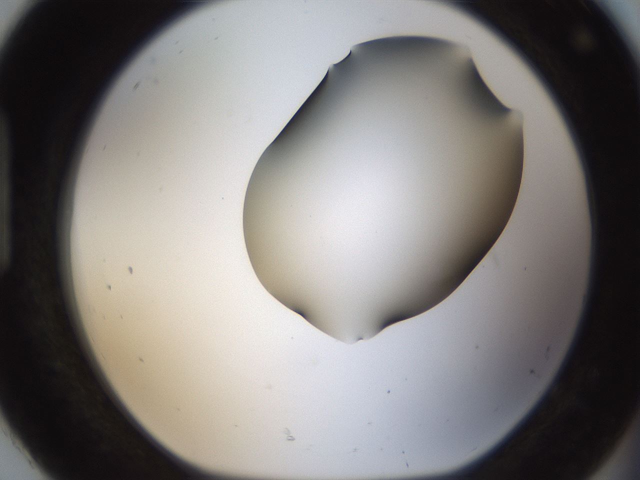 folderID59_plateID2059_batchID9026_wellNum92_profileID1_d1_r138994_ef.jpg
