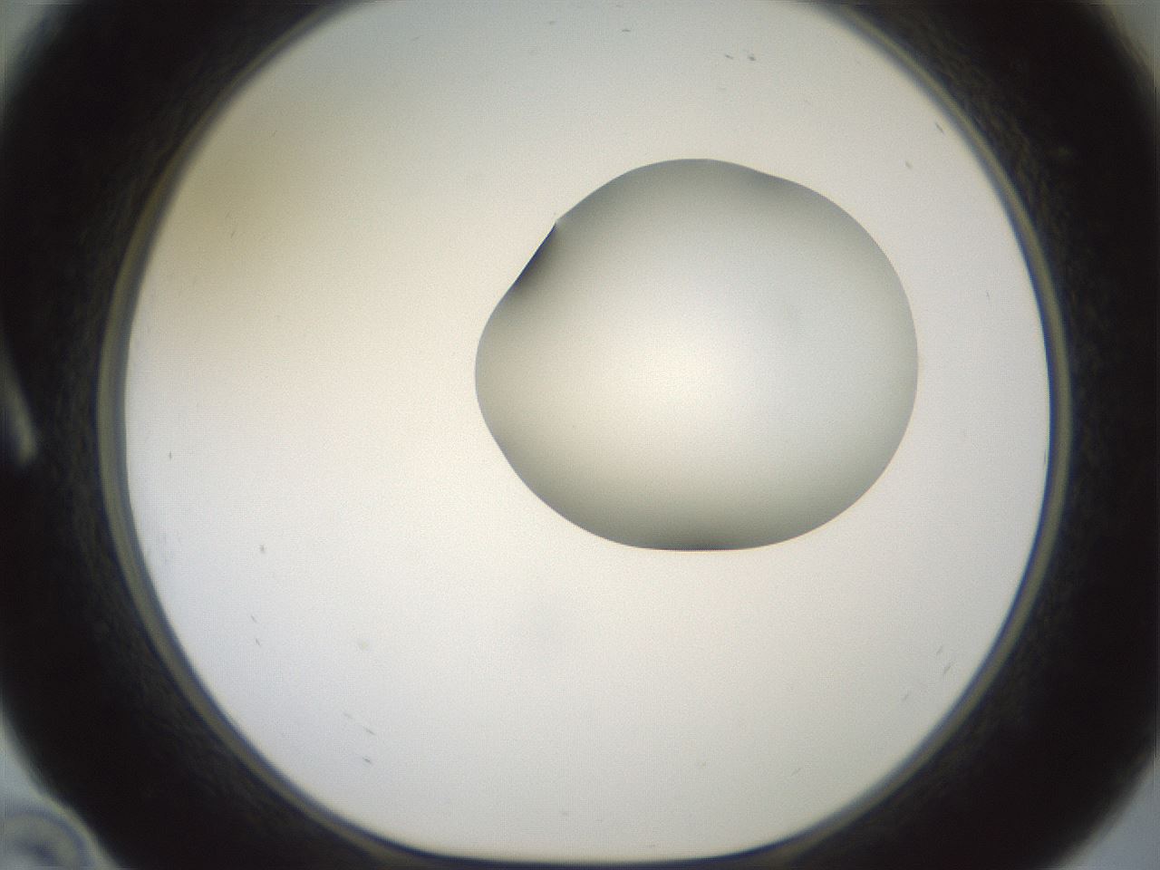 folderID600_plateID1600_batchID6725_wellNum10_profileID1_d1_r105414_ef.jpg