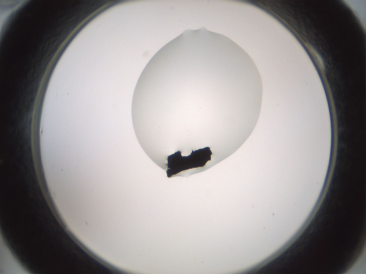 folderID600_plateID1600_batchID6725_wellNum10_profileID1_d2_r105415_ef.jpg