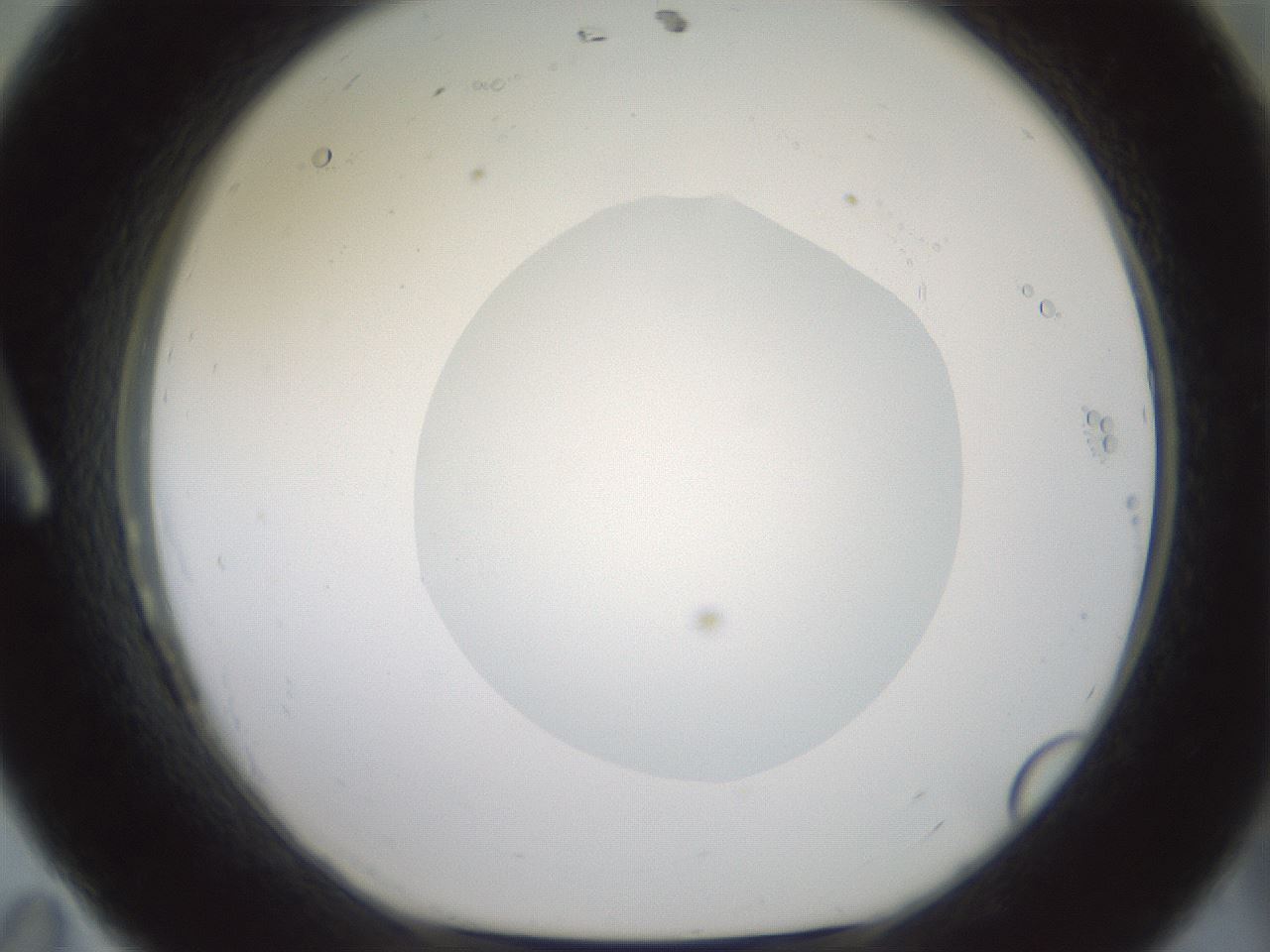 folderID600_plateID1600_batchID6725_wellNum11_profileID1_d1_r105416_ef.jpg