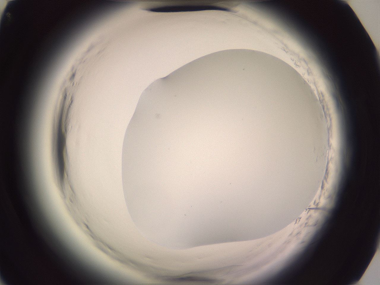 folderID599_plateID2599_batchID13157_wellNum85_profileID1_d3_r198407_ef.jpg