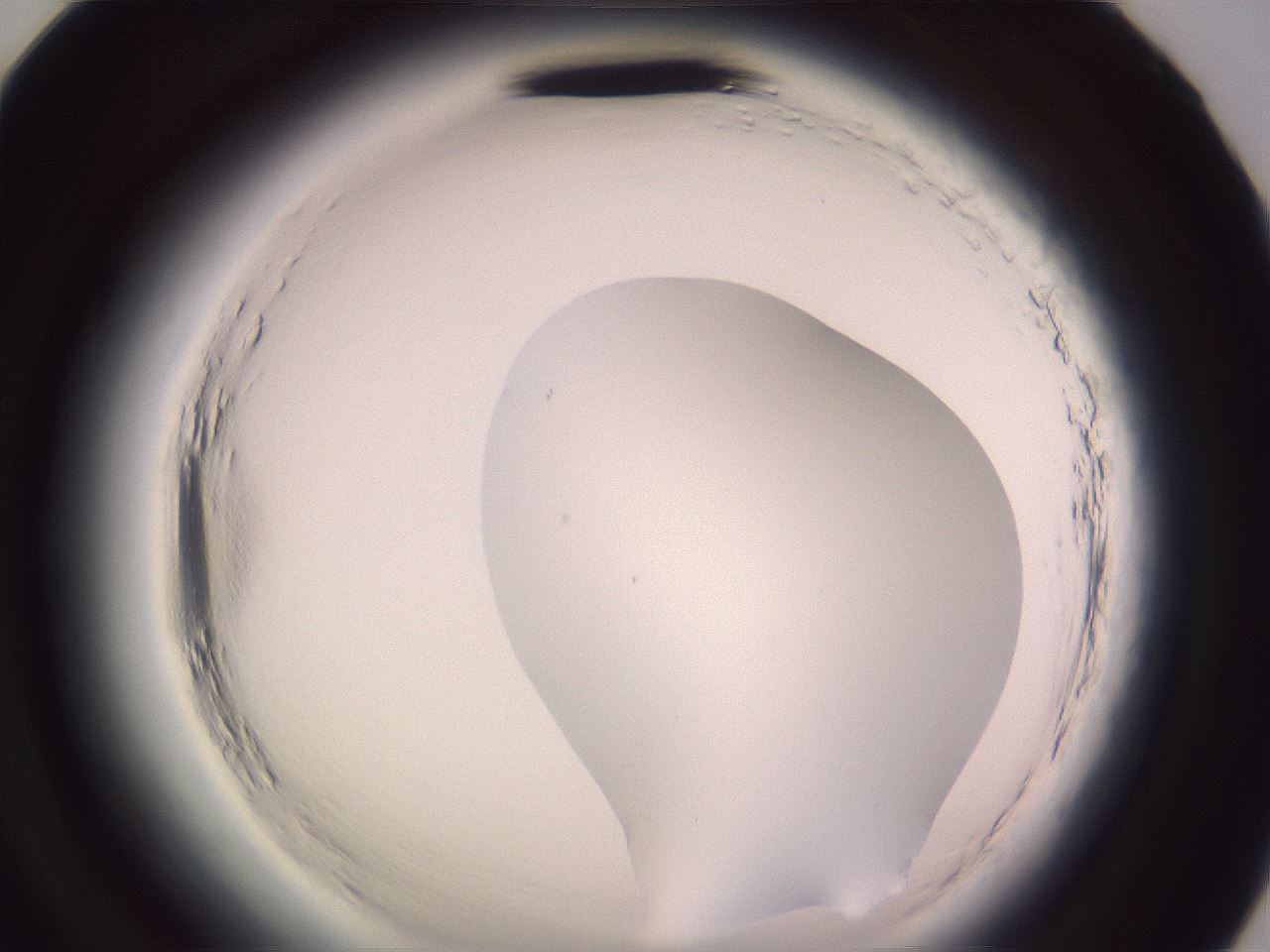 folderID599_plateID2599_batchID13157_wellNum95_profileID1_d2_r198436_ef.jpg