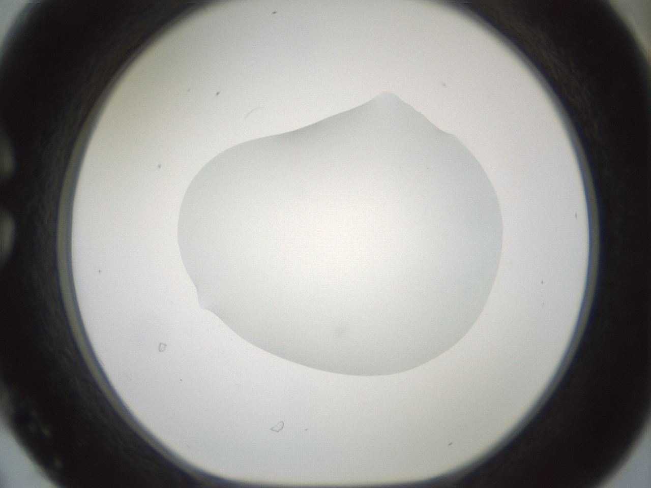 folderID600_plateID1600_batchID6725_wellNum30_profileID1_d1_r105454_ef.jpg