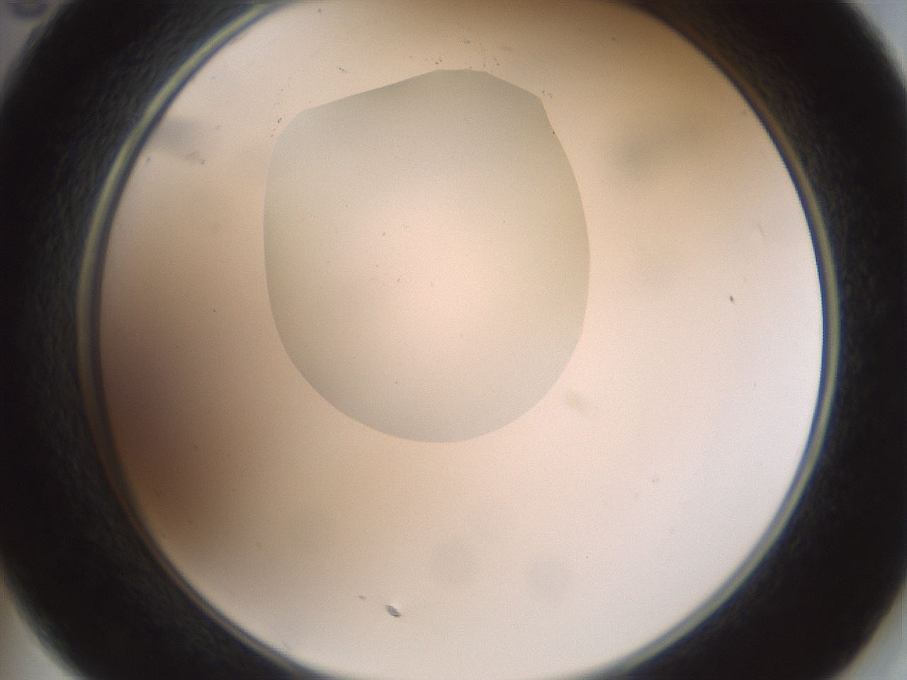 folderID600_plateID1600_batchID6725_wellNum35_profileID1_d2_r105465_ef.jpg