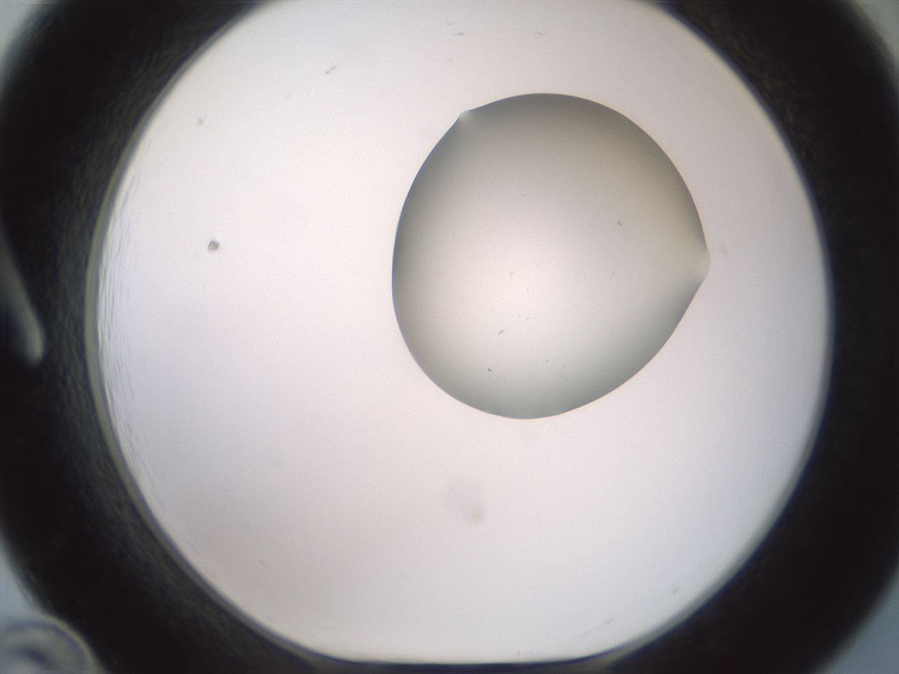 folderID600_plateID1600_batchID6725_wellNum12_profileID1_d1_r105418_ef.jpg