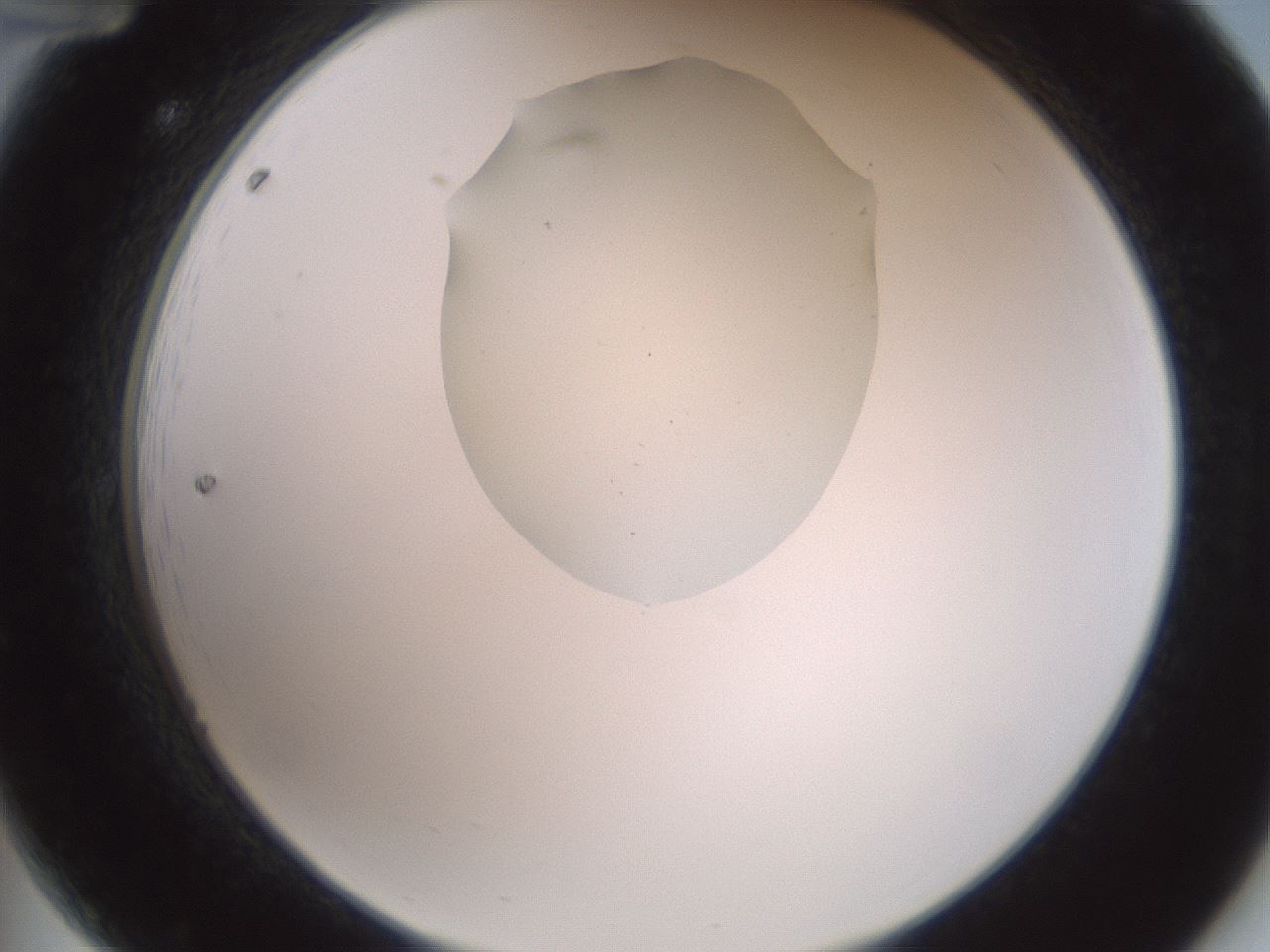 folderID600_plateID1600_batchID6725_wellNum12_profileID1_d2_r105419_ef.jpg