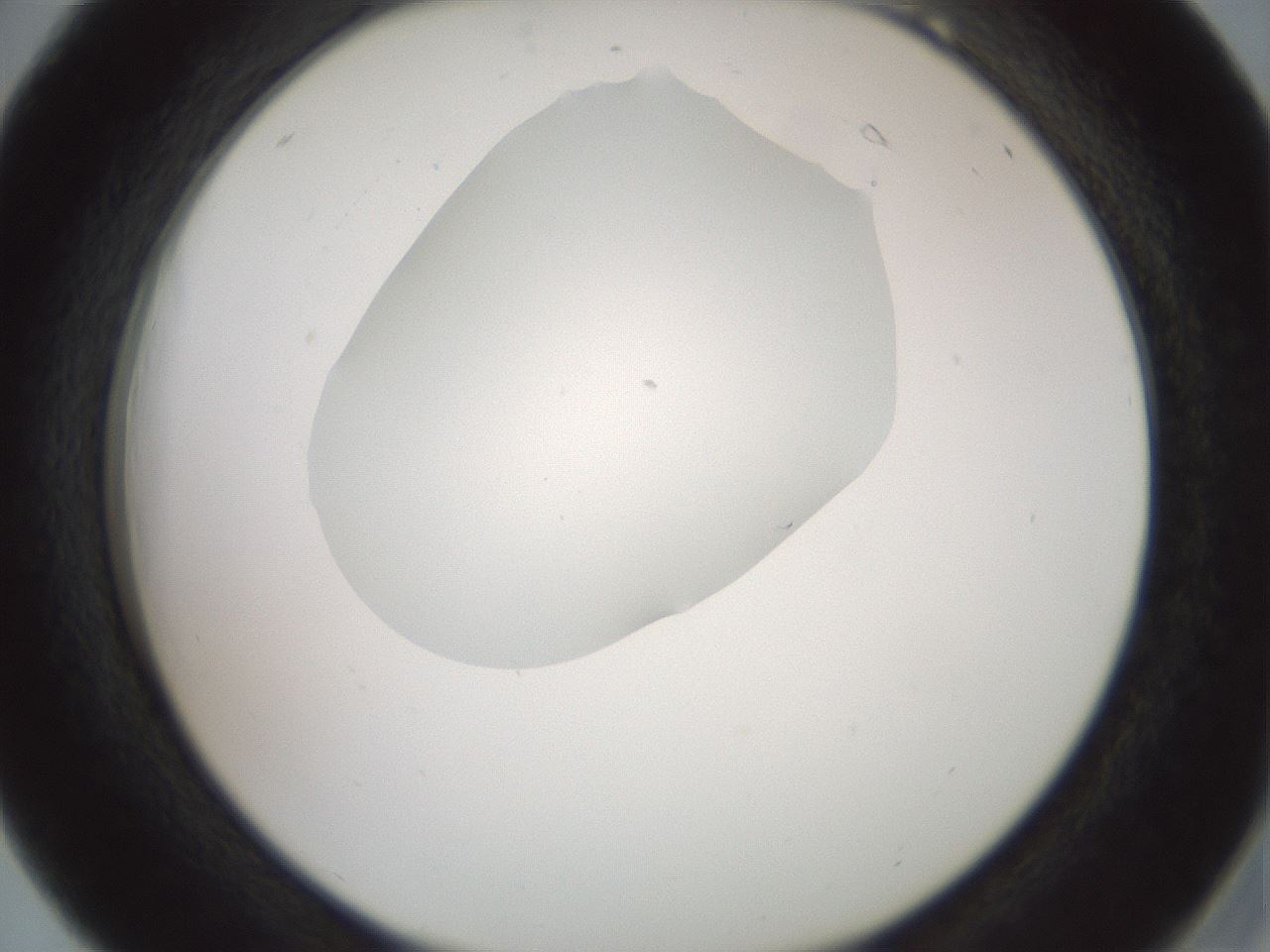 folderID600_plateID1600_batchID6725_wellNum18_profileID1_d2_r105431_ef.jpg