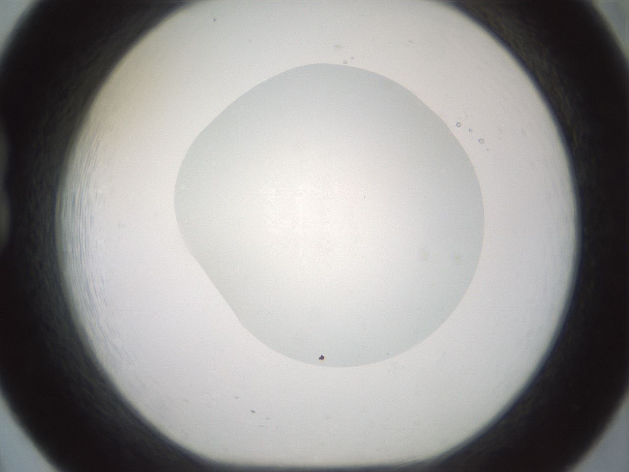 folderID600_plateID1600_batchID6725_wellNum20_profileID1_d1_r105434_ef.jpg