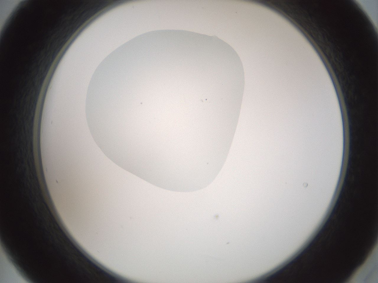 folderID600_plateID1600_batchID6725_wellNum21_profileID1_d2_r105437_ef.jpg