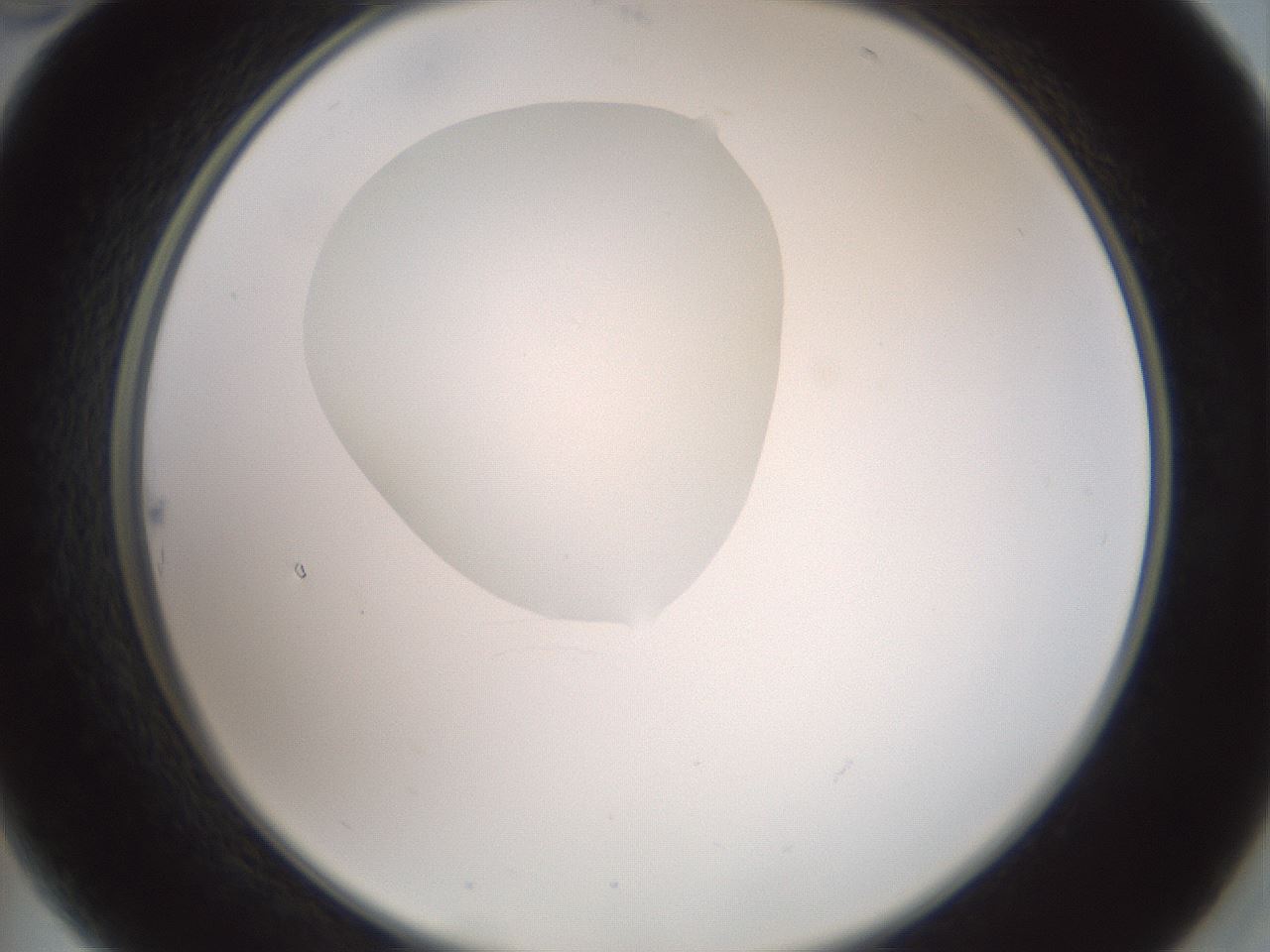 folderID600_plateID1600_batchID6725_wellNum22_profileID1_d2_r105439_ef.jpg