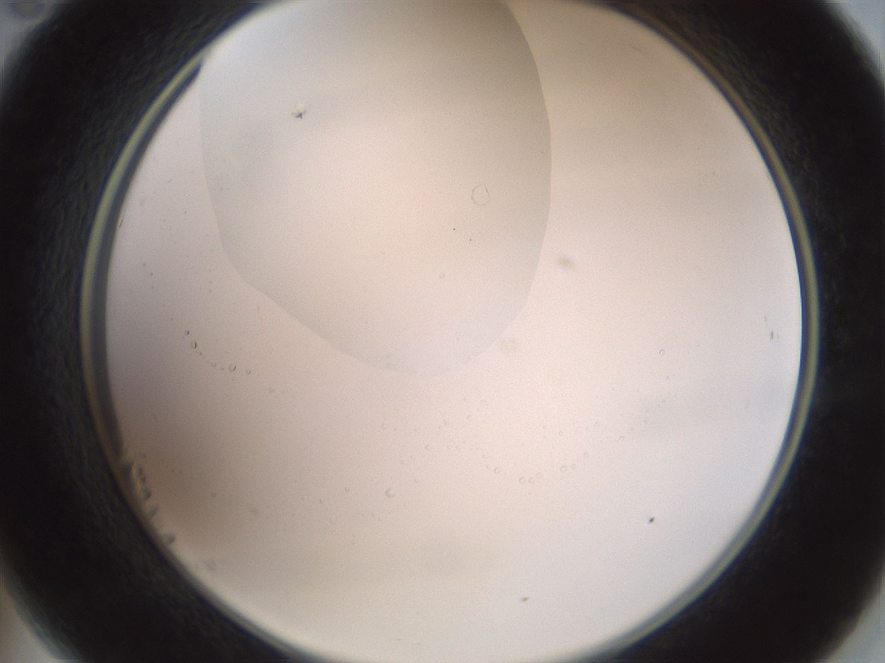 folderID600_plateID1600_batchID6725_wellNum23_profileID1_d2_r105441_ef.jpg