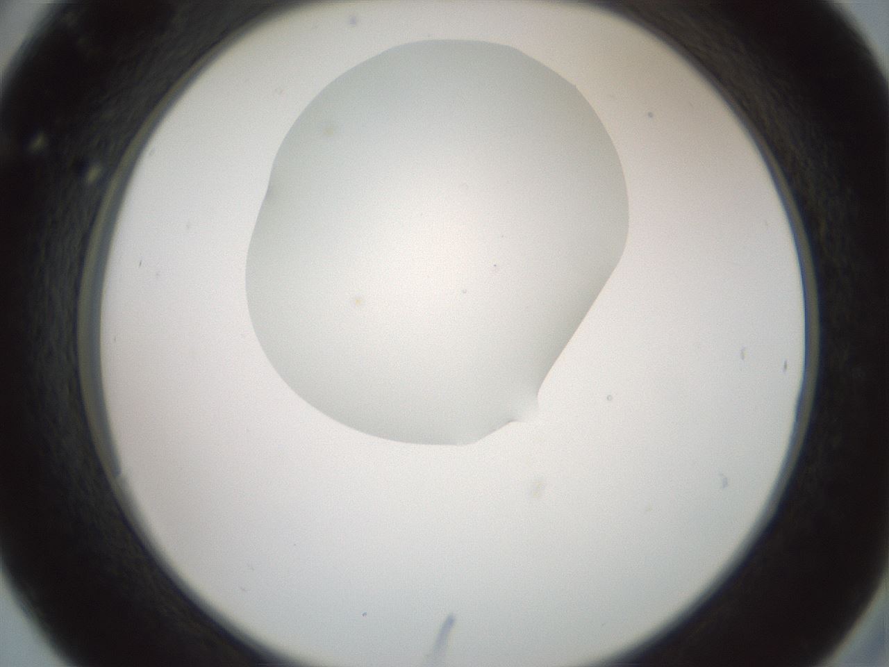 folderID600_plateID1600_batchID6725_wellNum30_profileID1_d2_r105455_ef.jpg