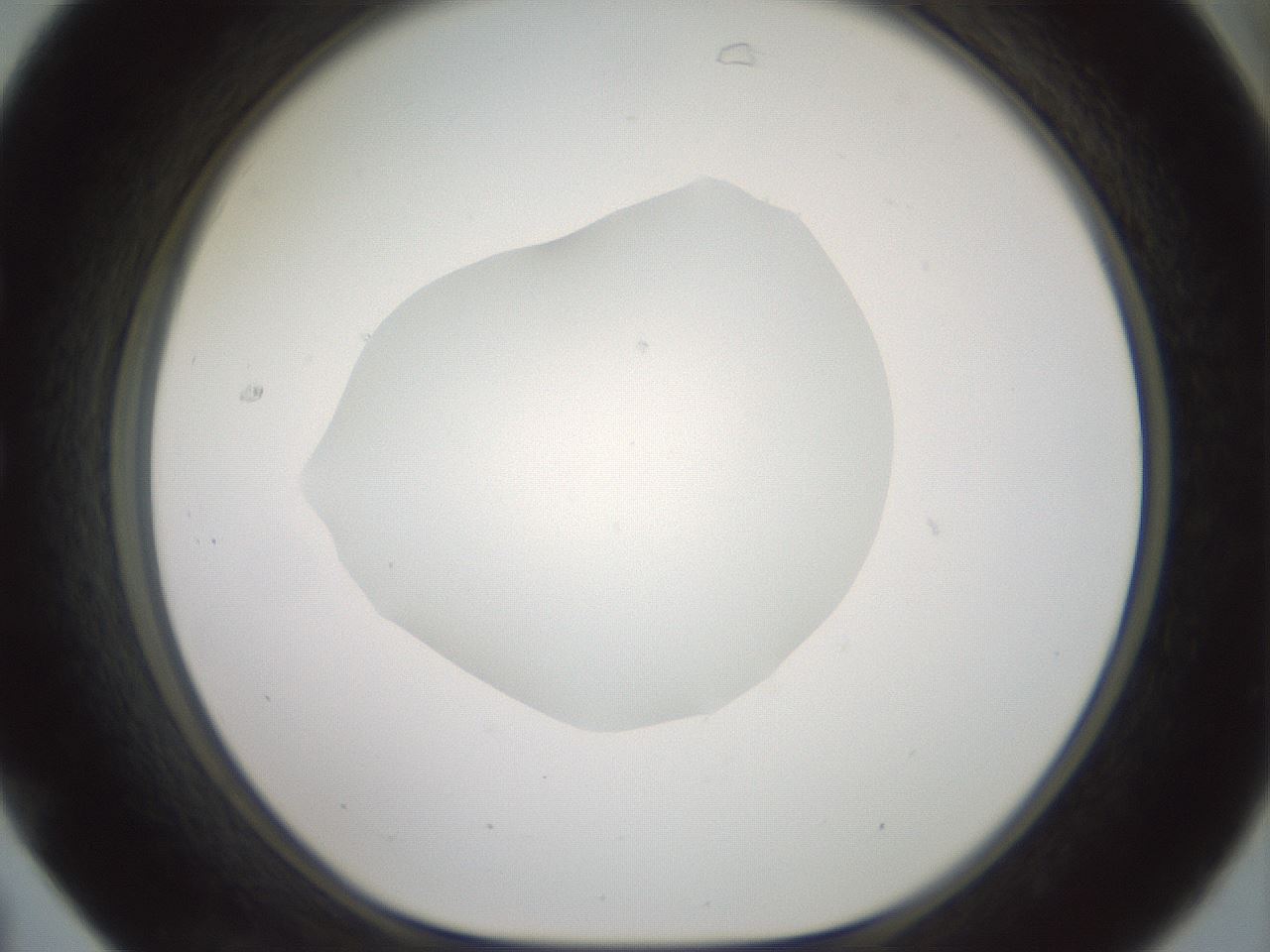 folderID600_plateID1600_batchID6725_wellNum31_profileID1_d1_r105456_ef.jpg